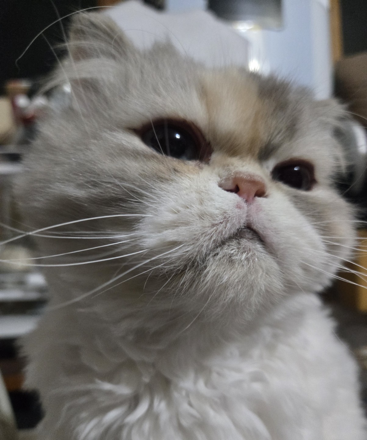 반갑습니다 벨라킴 입니다