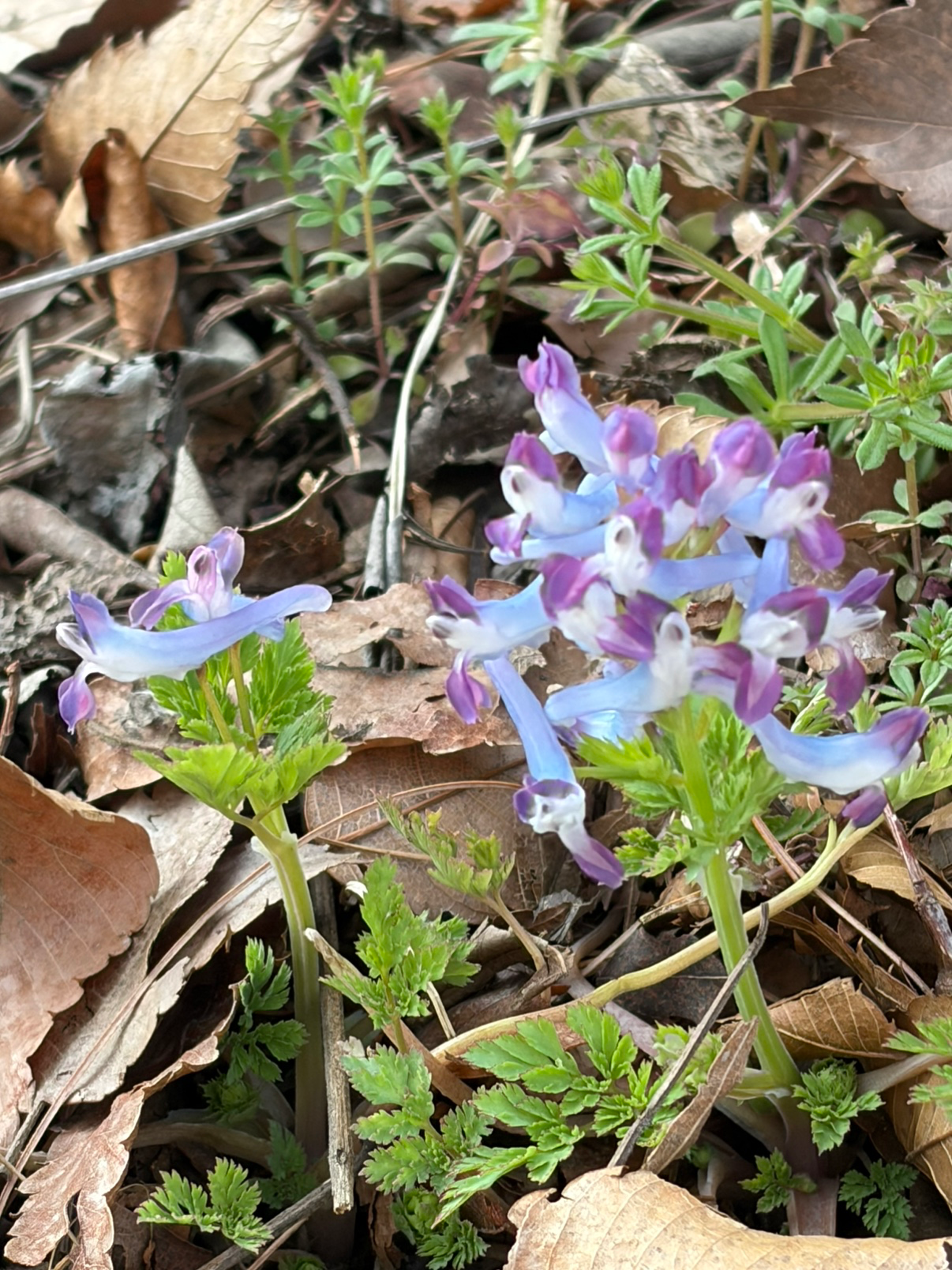 기록하고 싶은 꽃 한송이💜