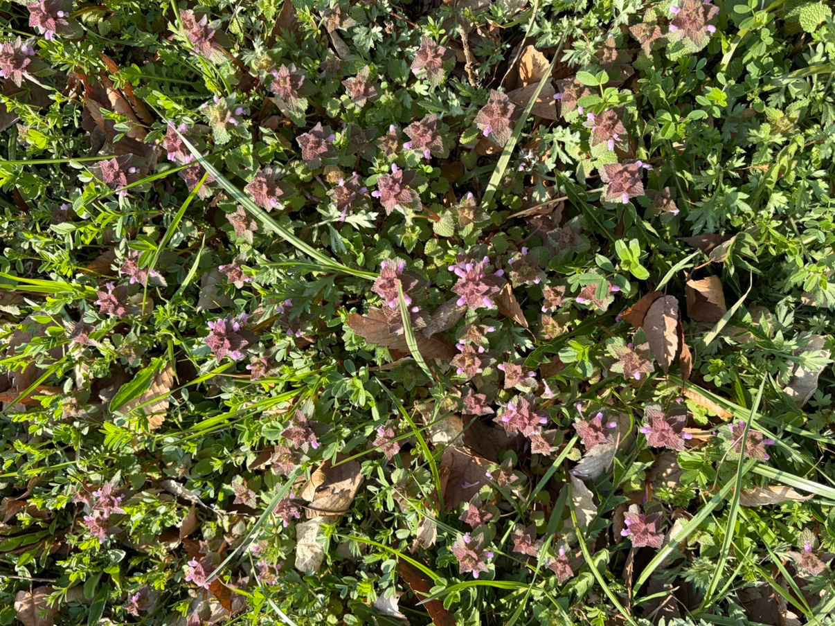 기록하고픈 꽃 한 송이 🌸