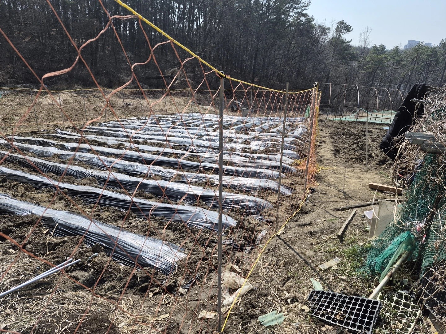 감자와 토마토의 싹.