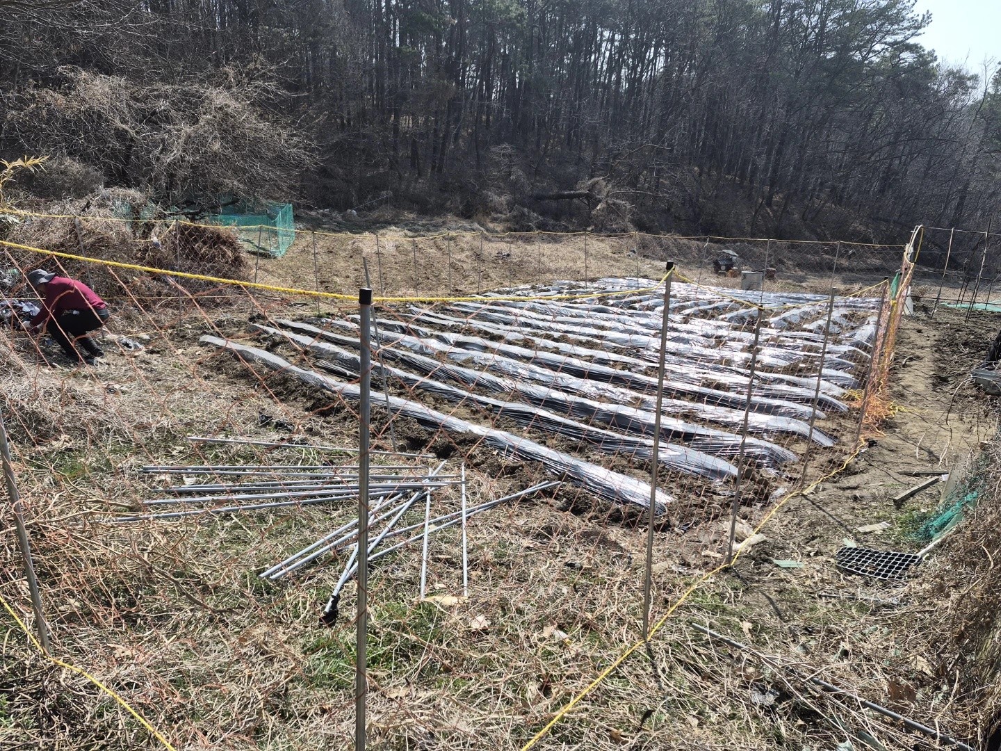 감자와 토마토의 싹.