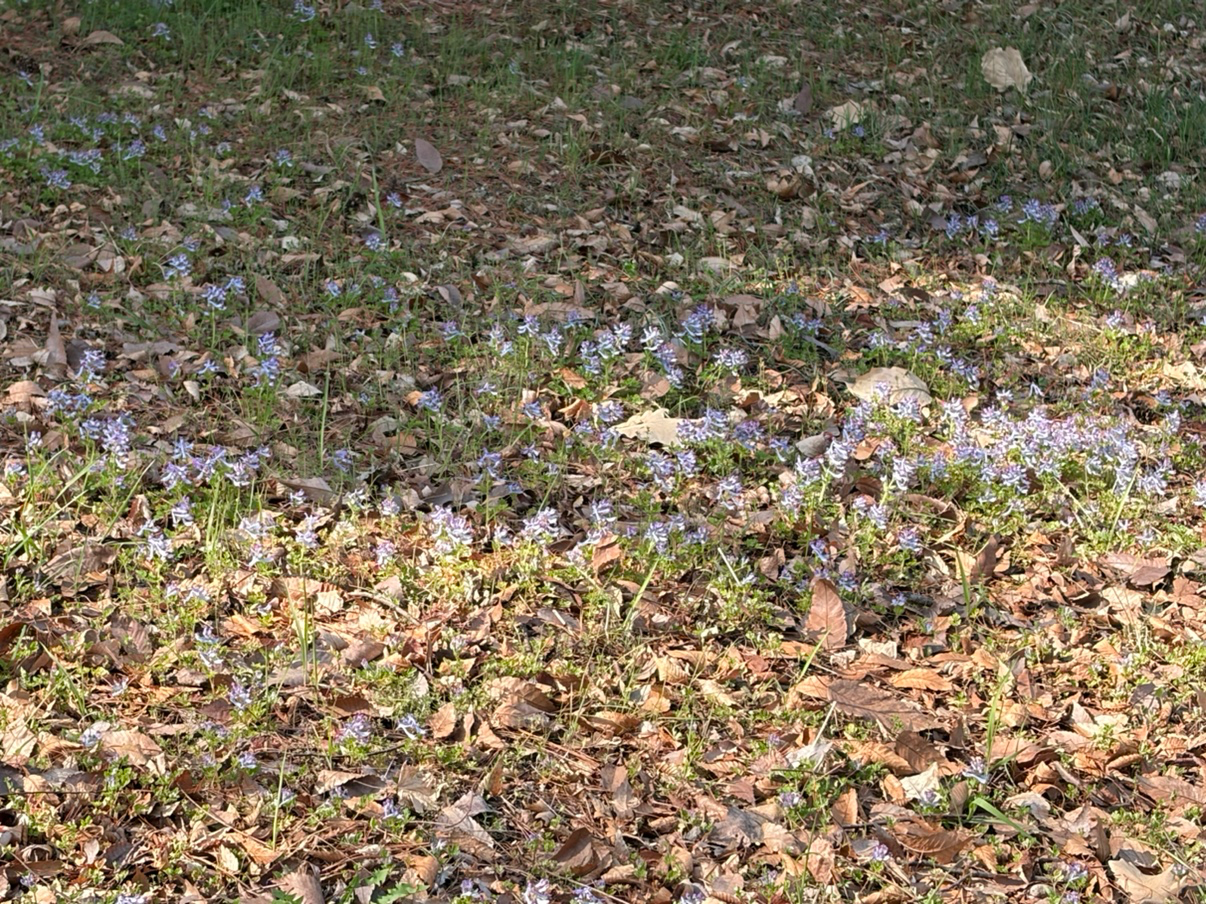 기록하고 싶은 꽃 한송이💜