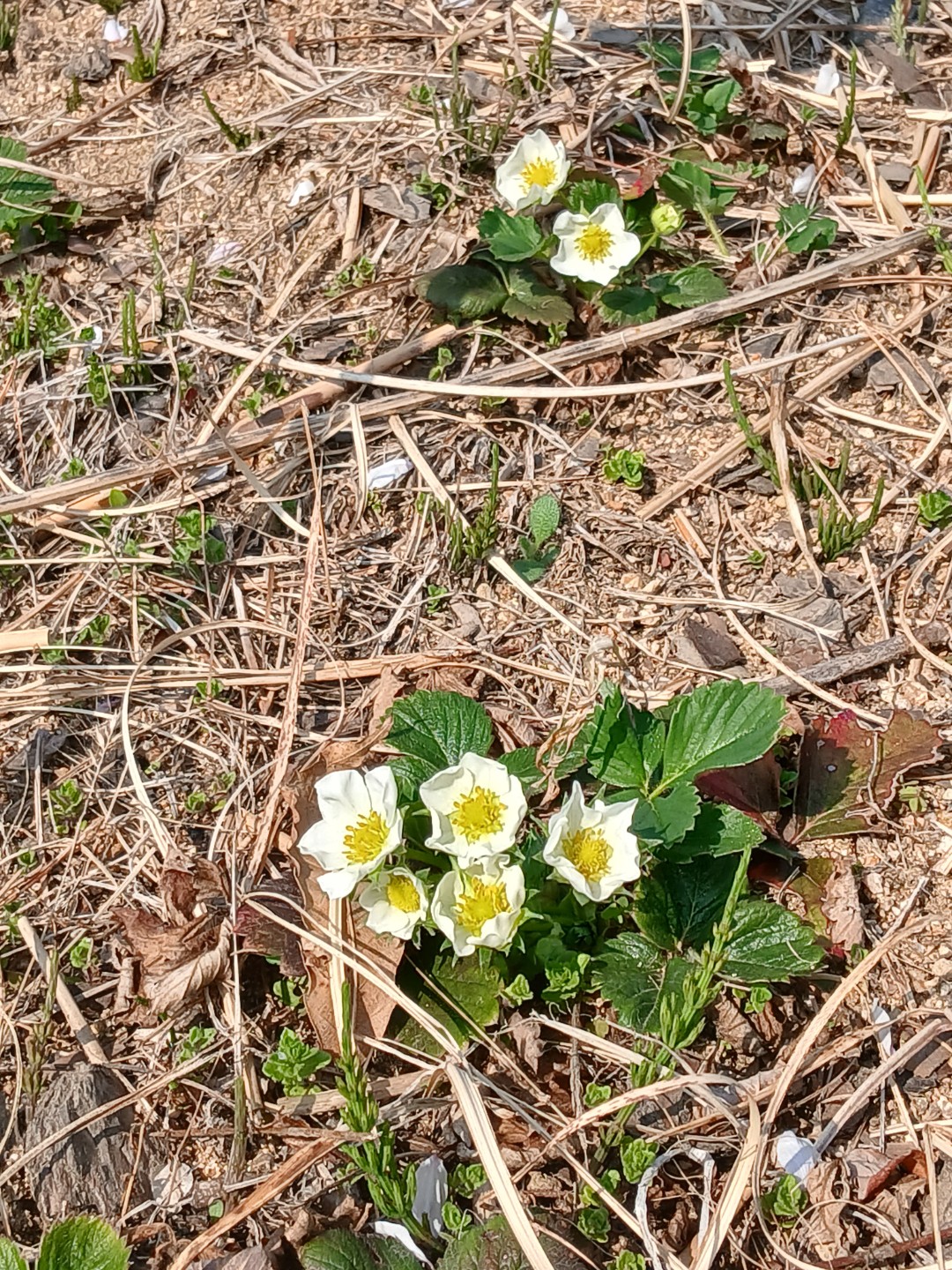 논두렁에도 예쁜 이름 모를 꽃들이