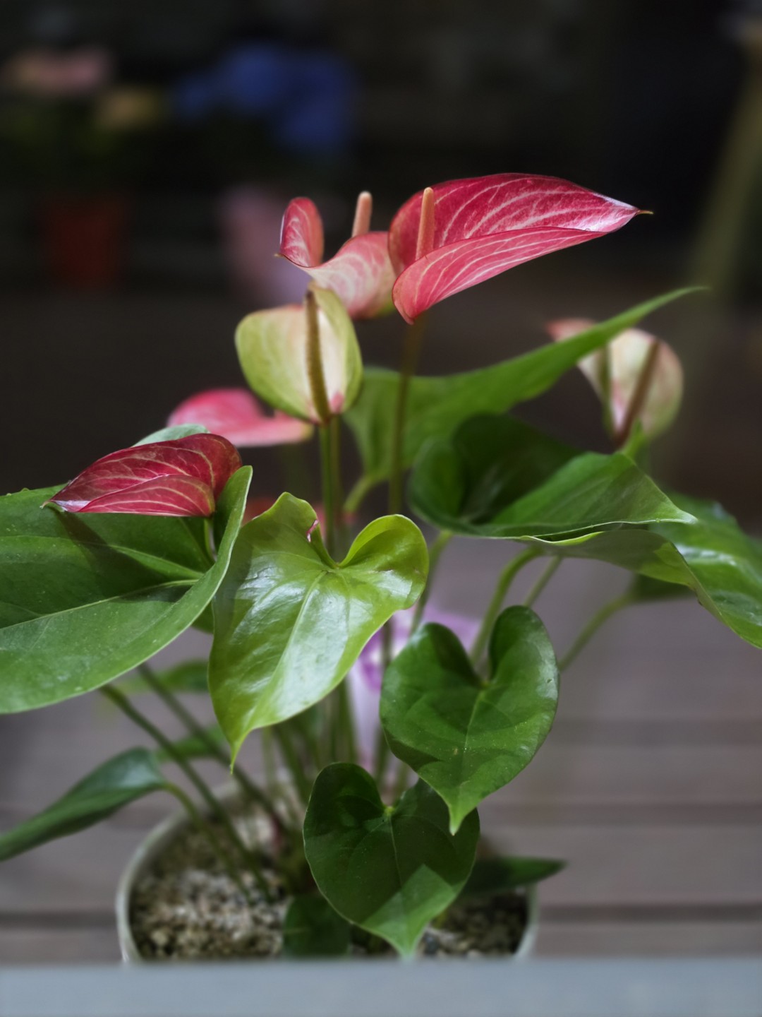 Post image 7