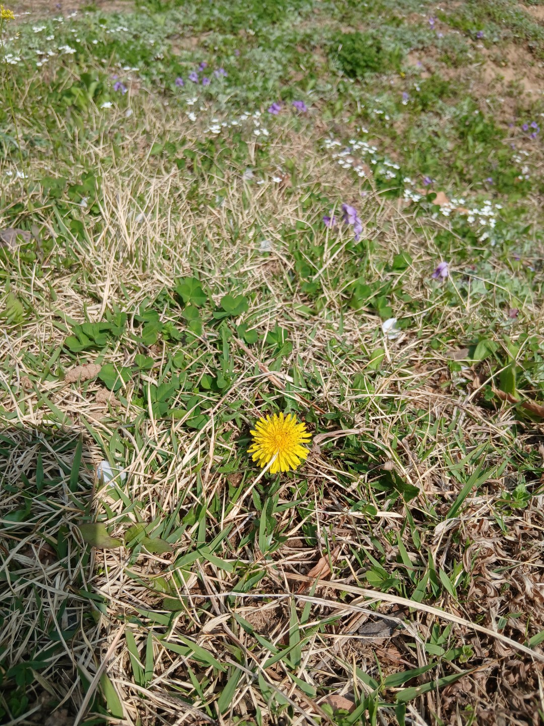 논두렁에도 예쁜 이름 모를 꽃들이