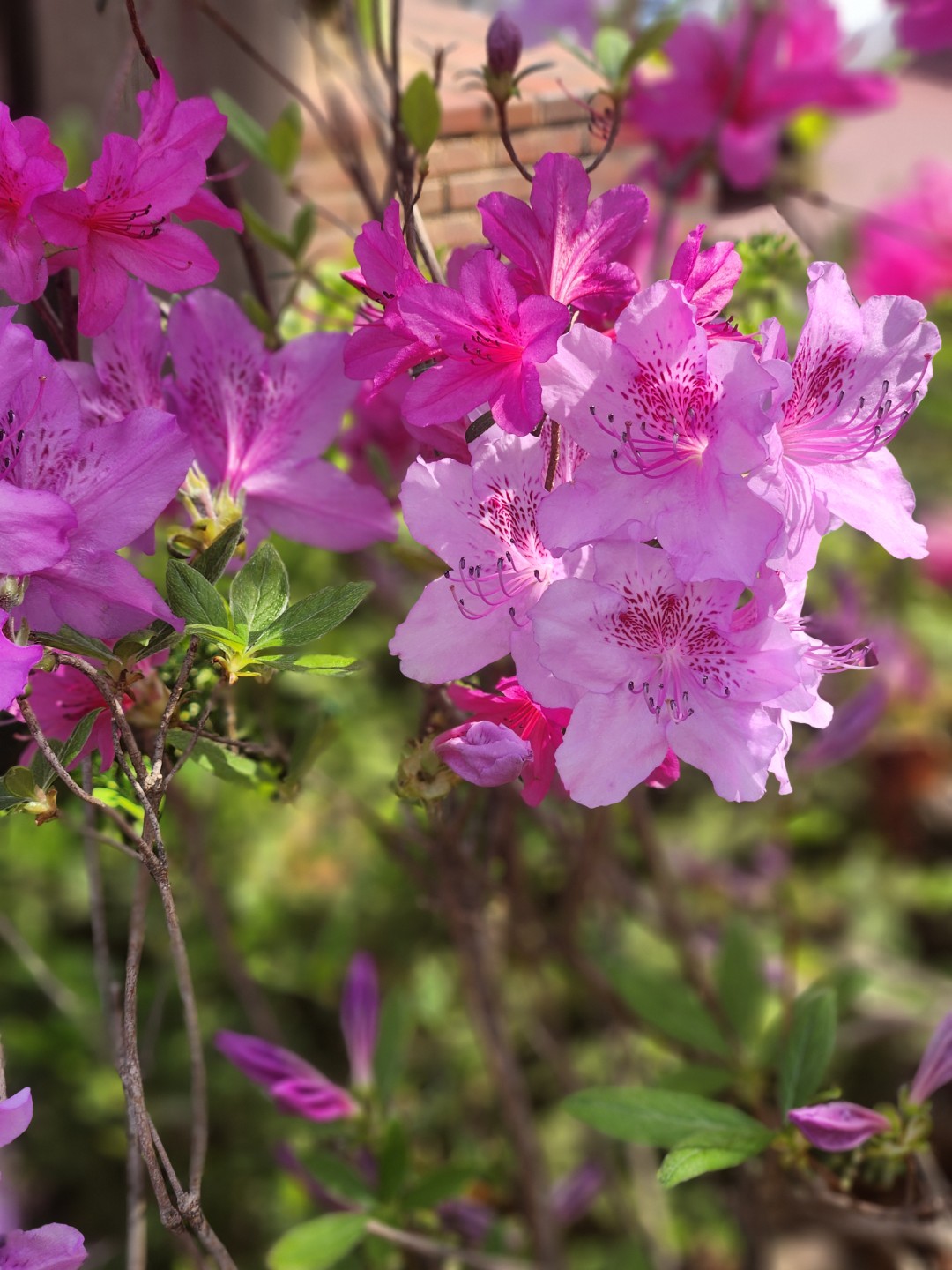 봄 봄 봄이 왔다가 그냥갈려고 해요~