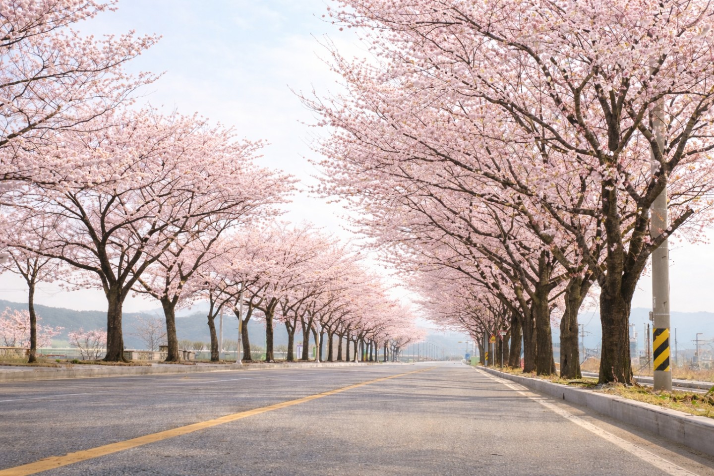 벚꽃 구경 하세요^^~