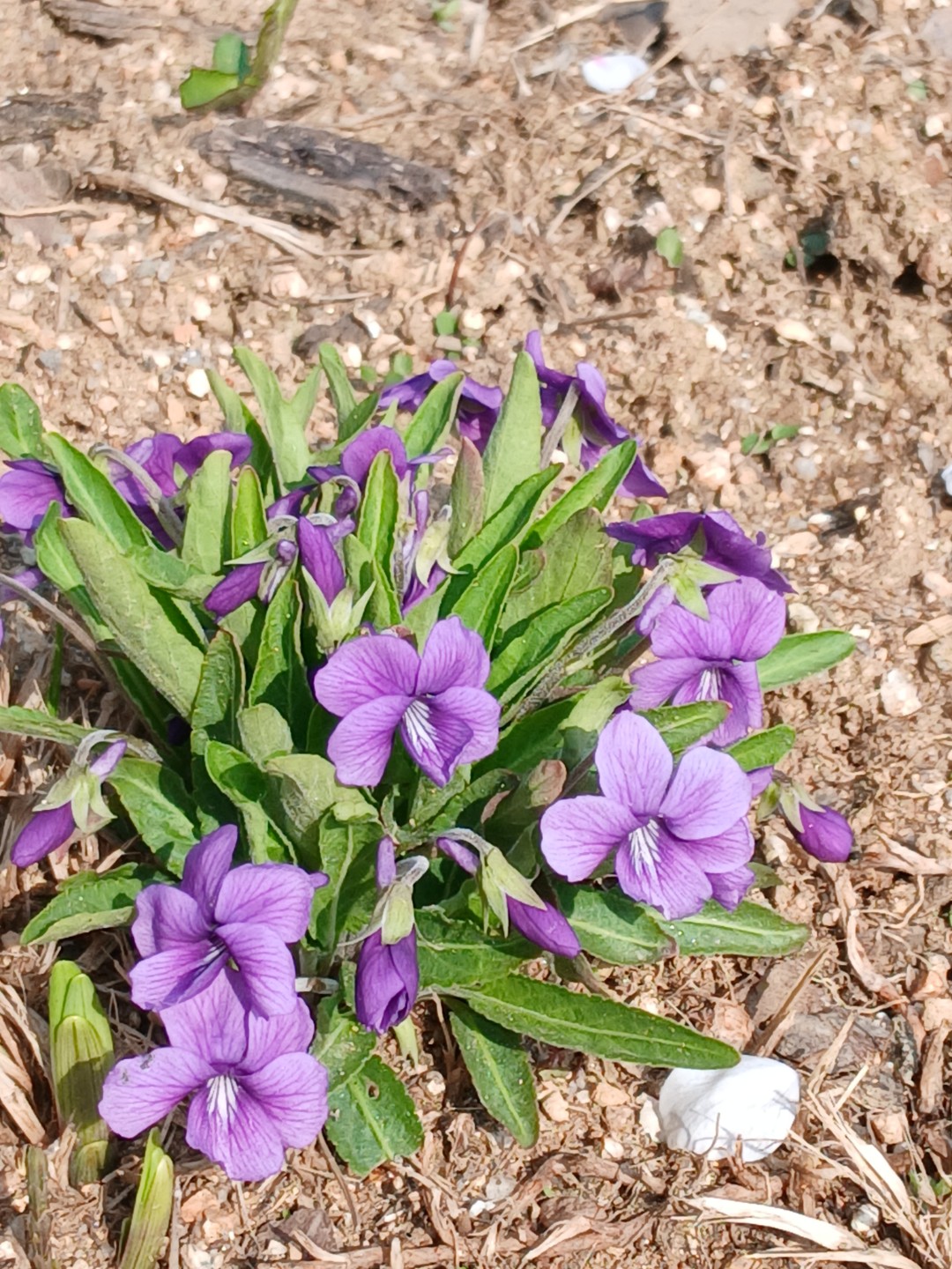 논두렁에도 예쁜 이름 모를 꽃들이