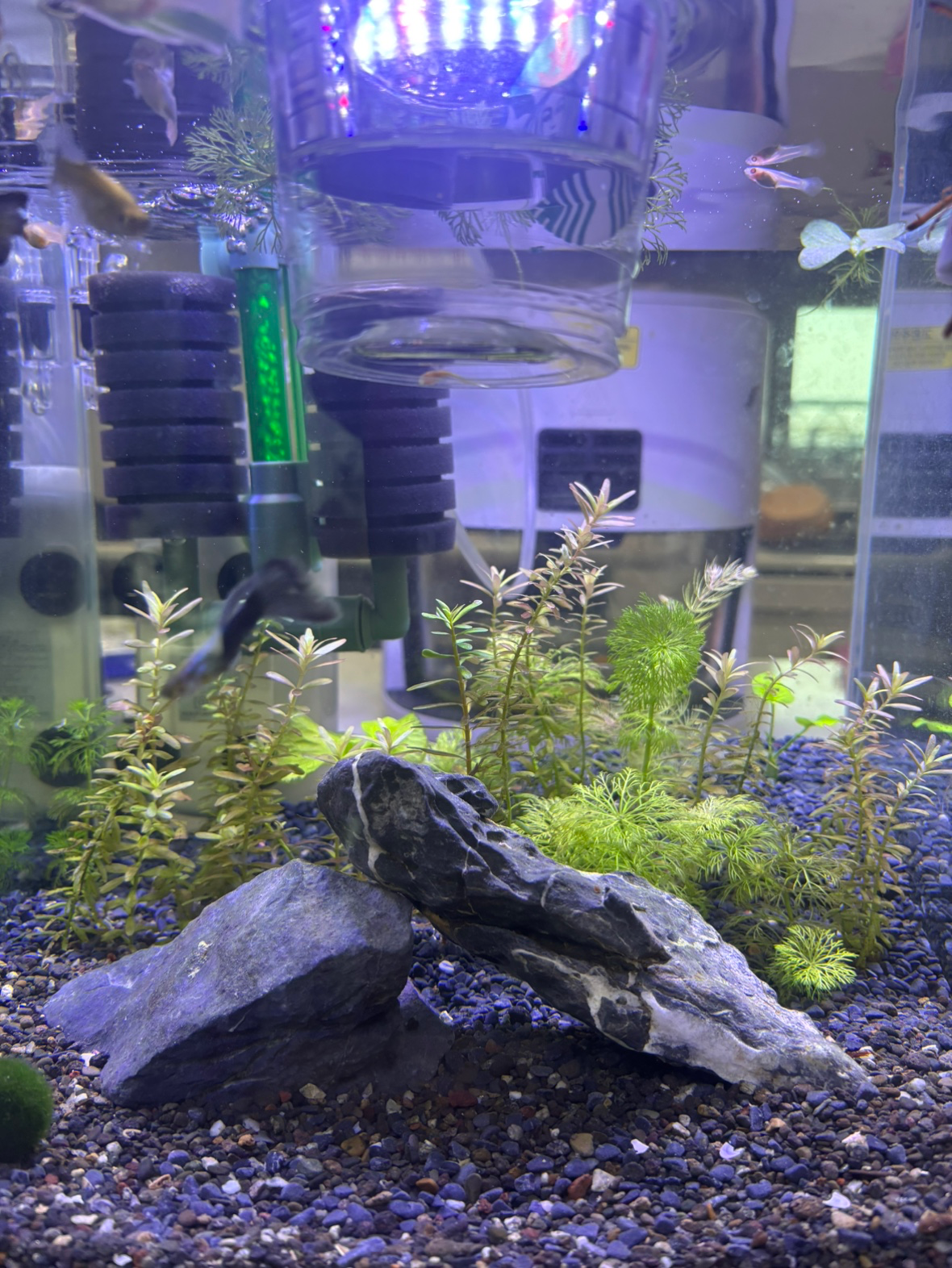 주말이라 큰맘먹고 어항 대공사