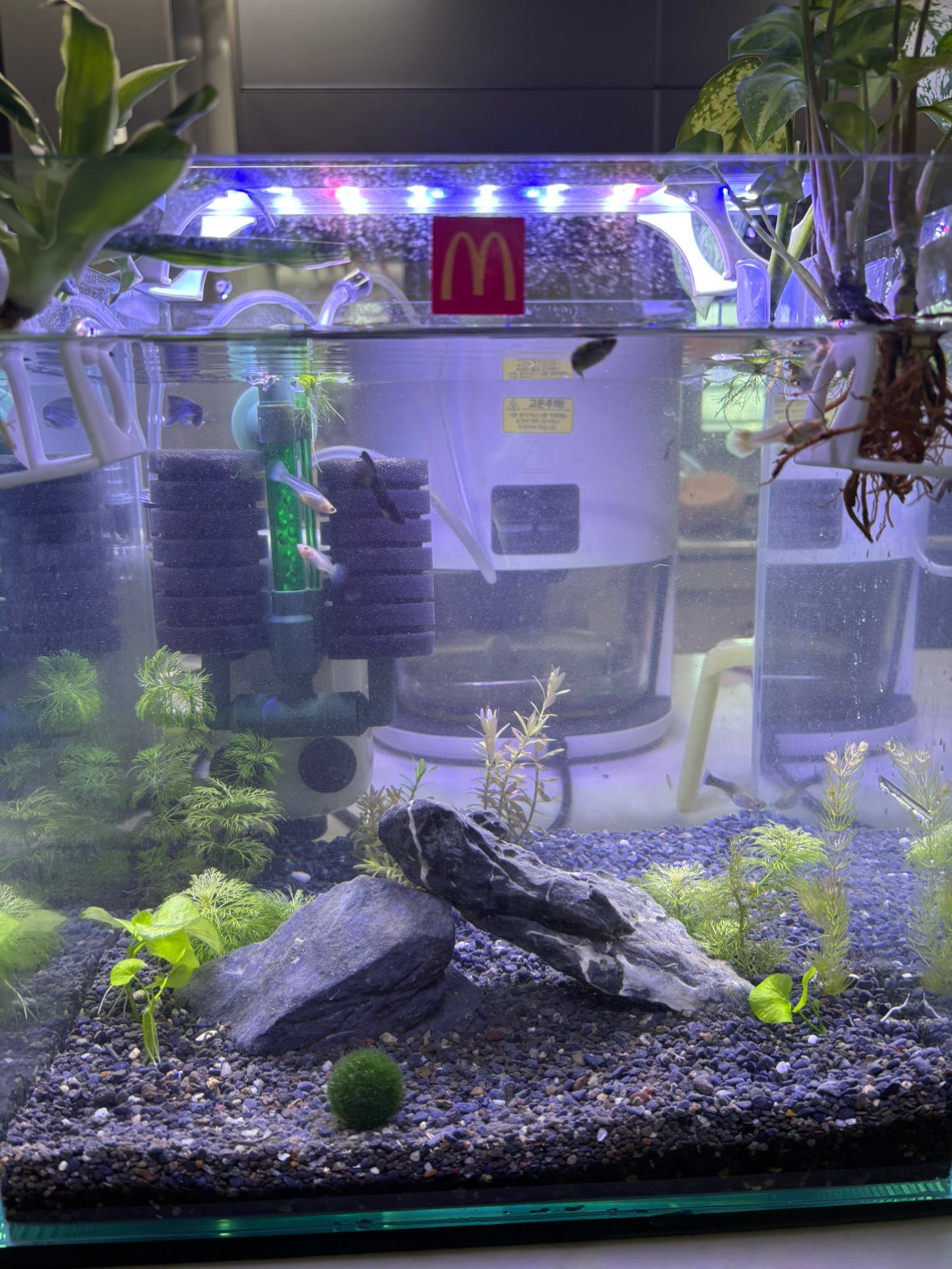 주말이라 큰맘먹고 어항 대공사