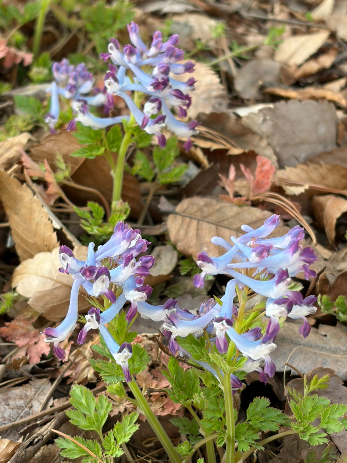 기록하고 싶은 꽃 한송이💜