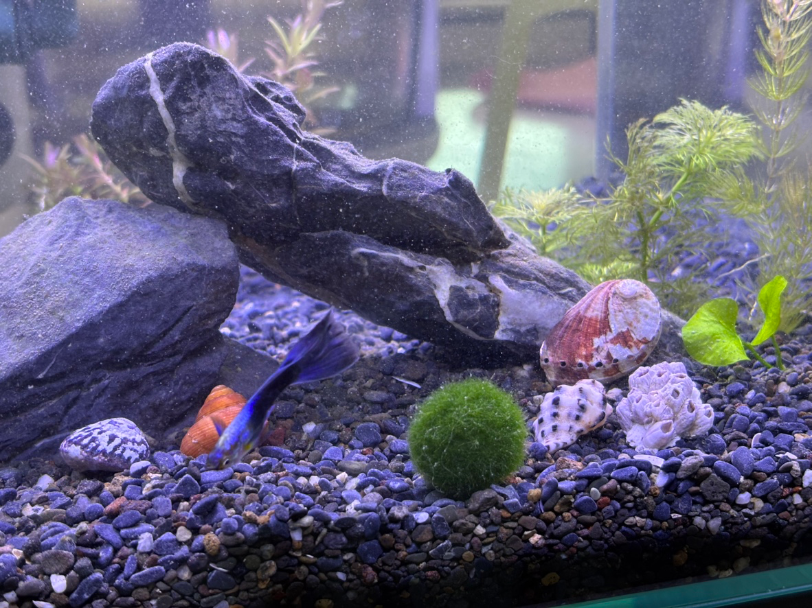 주말이라 큰맘먹고 어항 대공사