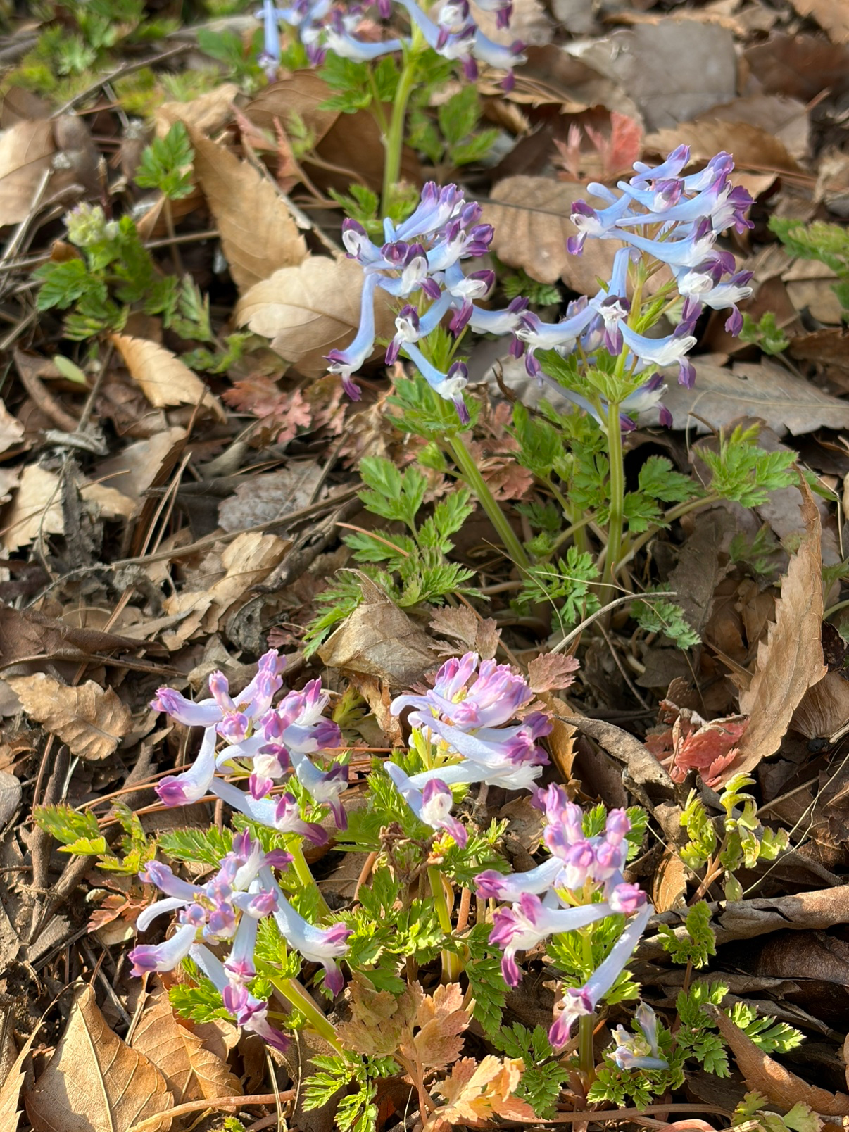 기록하고 싶은 꽃 한송이💜
