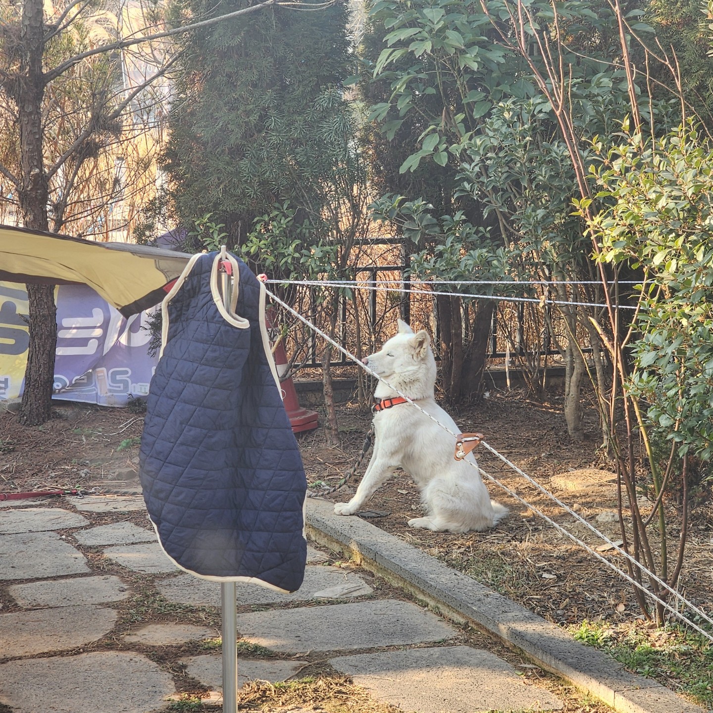 사람을좋아하는 순둥이 진돗개 입양홍보
