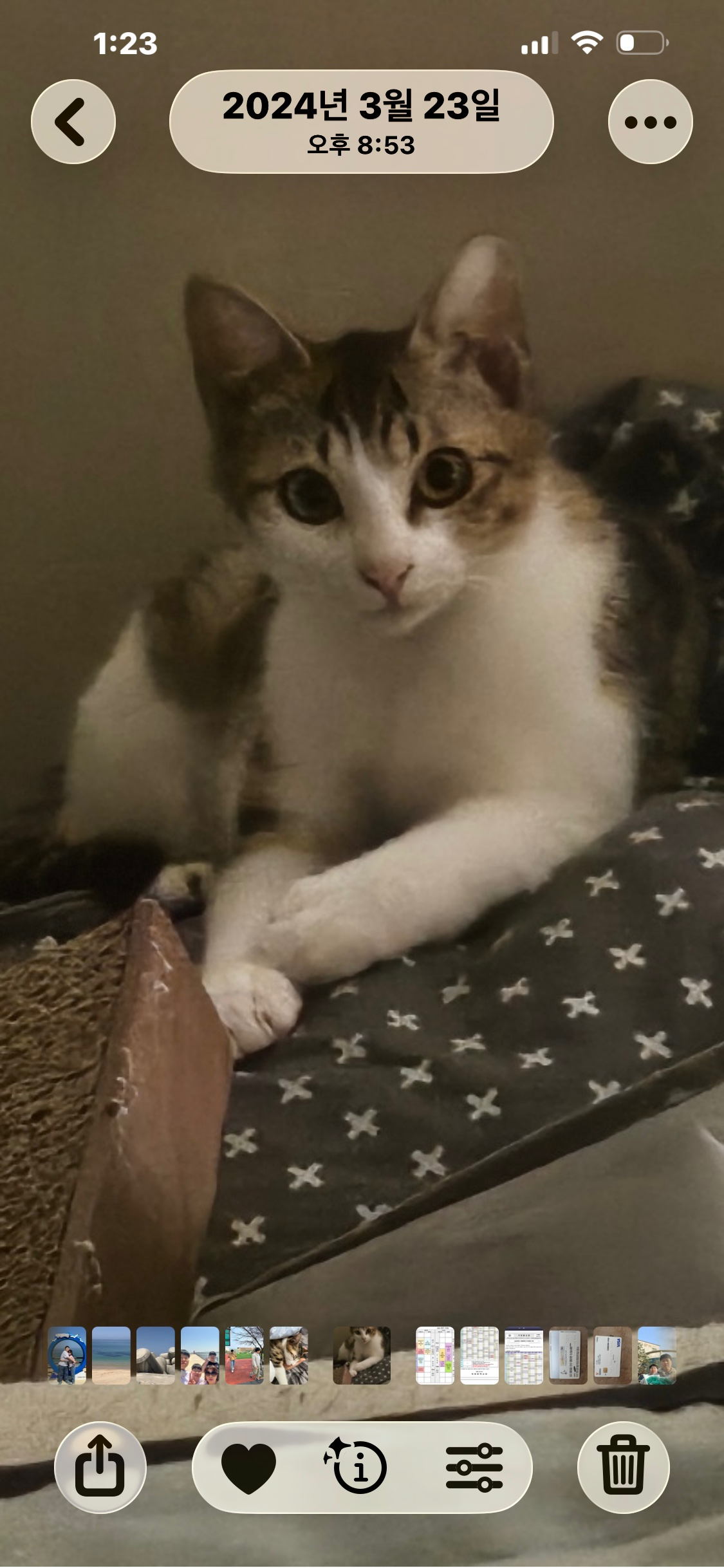 고양이를 찾고있어요