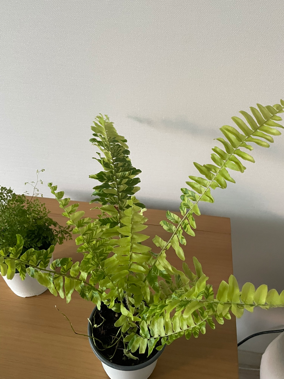 아디안텀,보스턴 어떻게 관리해줘야 하나요?