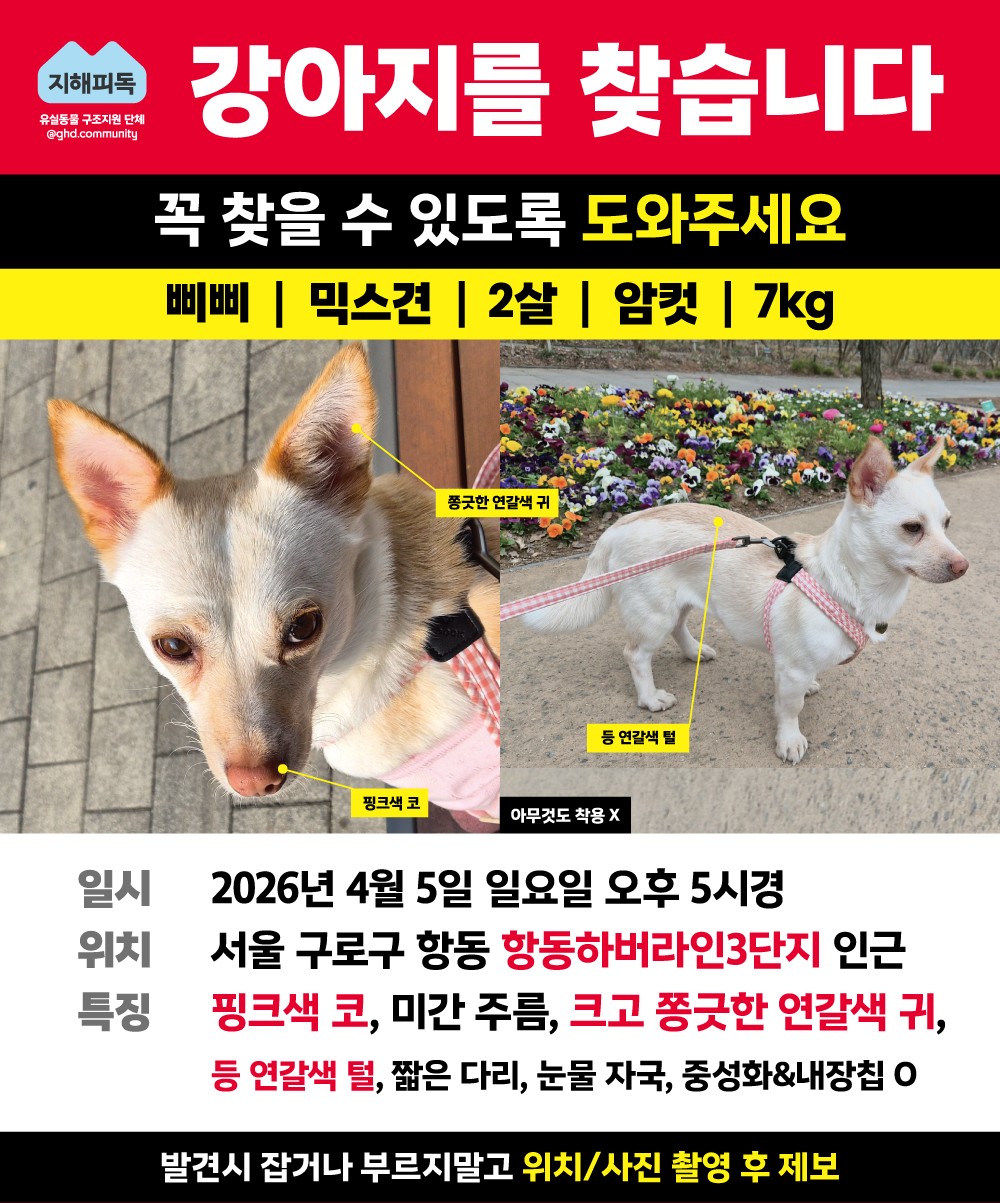 강아지 삐삐를 찾습니다 도와주세요