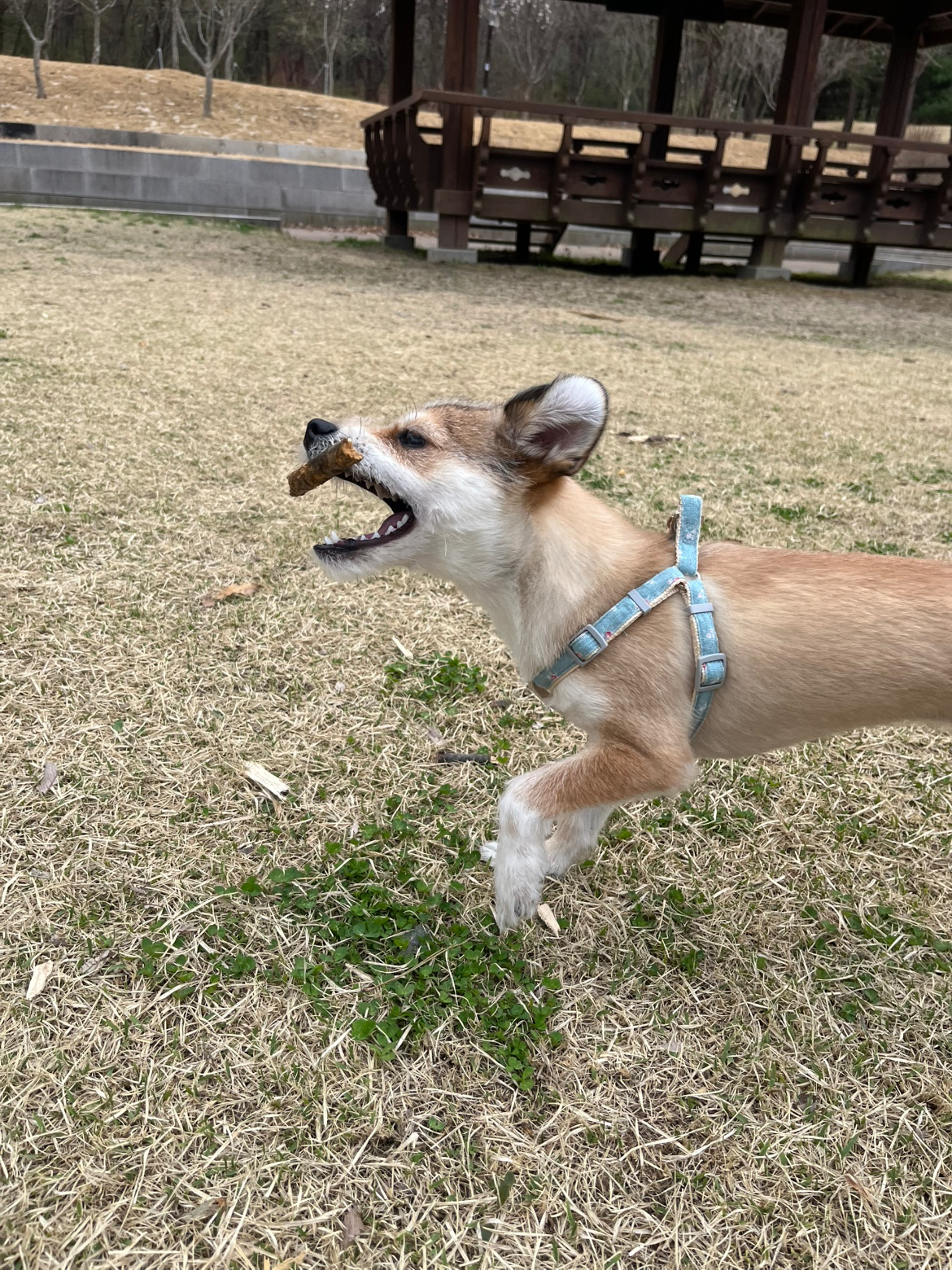 겁쟁이 루야를 잃어버렸습니다!!