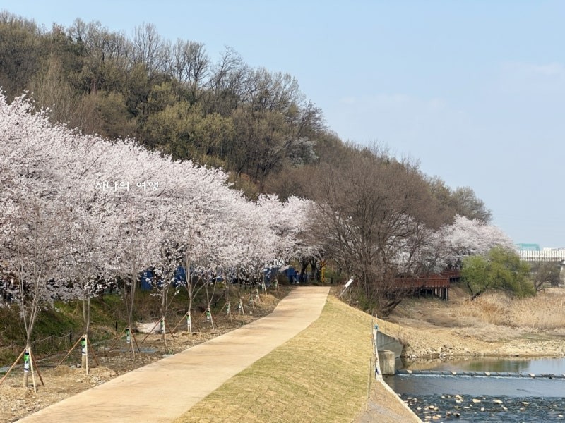 동탄노작공원 벚꽃 실시간