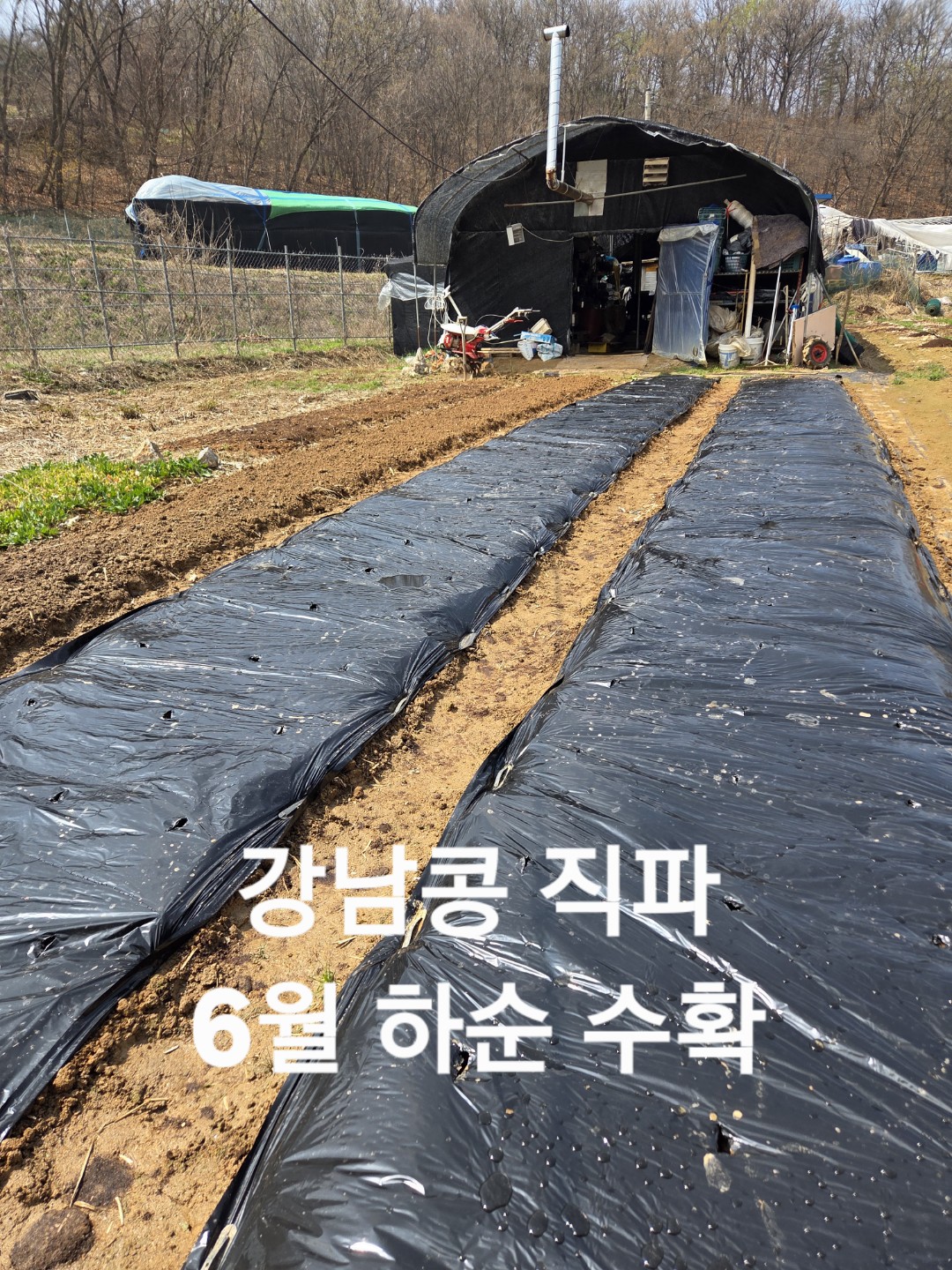 강낭콩 조금 심었어요