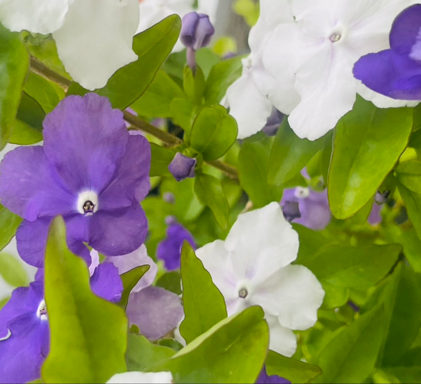 집에 들어왔는데 꽃향기가 가득