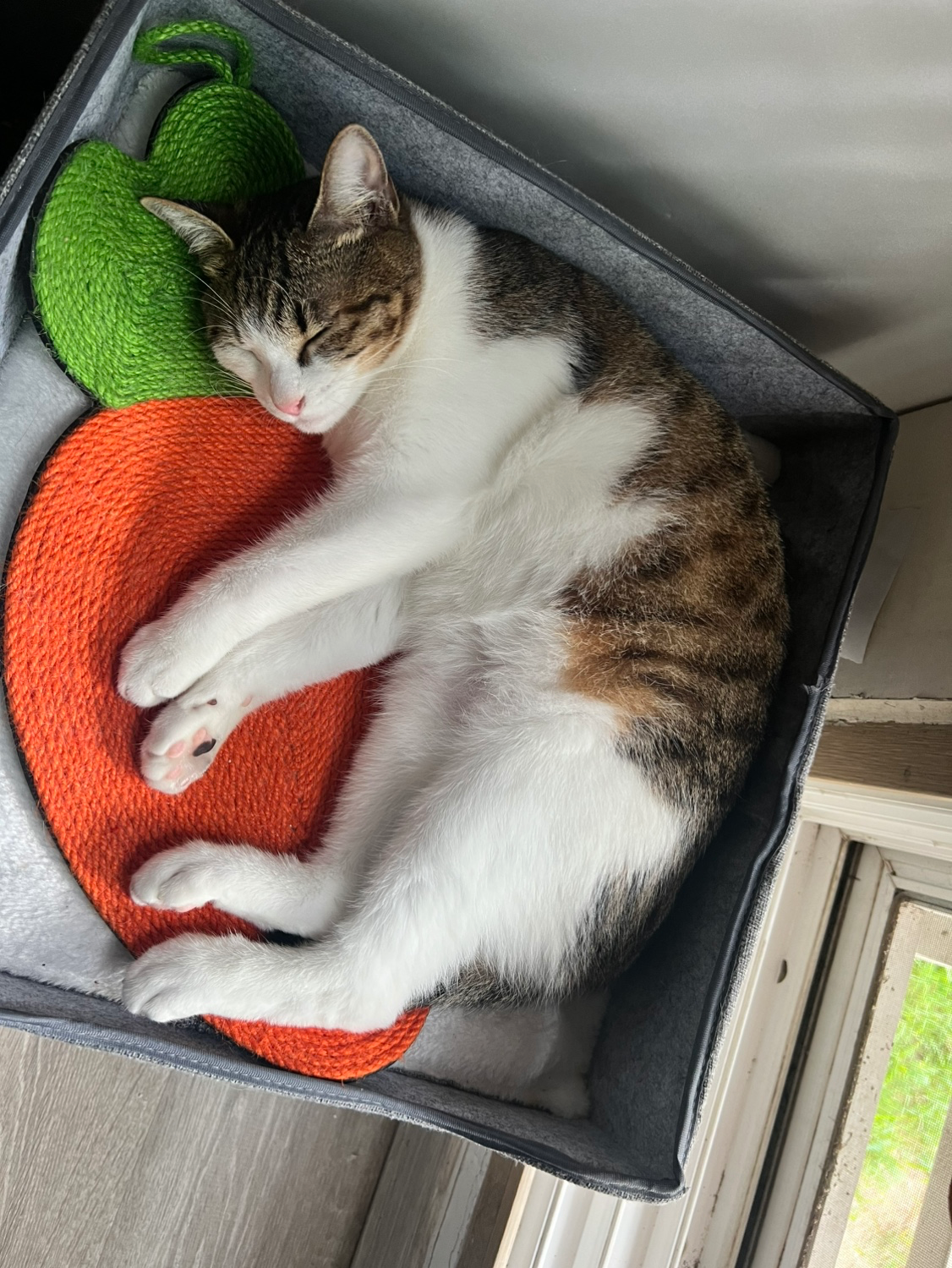 고양이를 찾고있어요