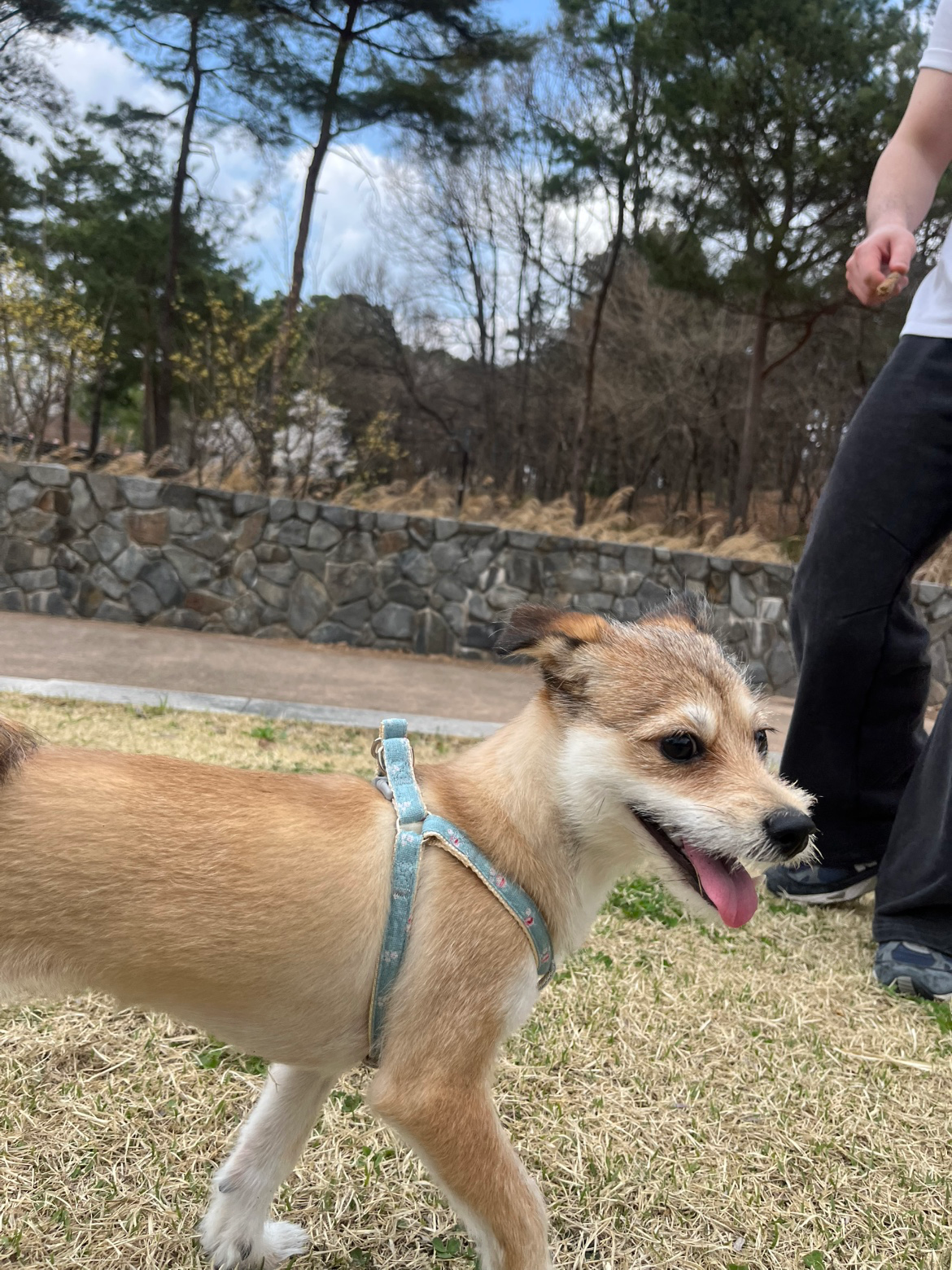 겁쟁이 루야를 잃어버렸습니다!!