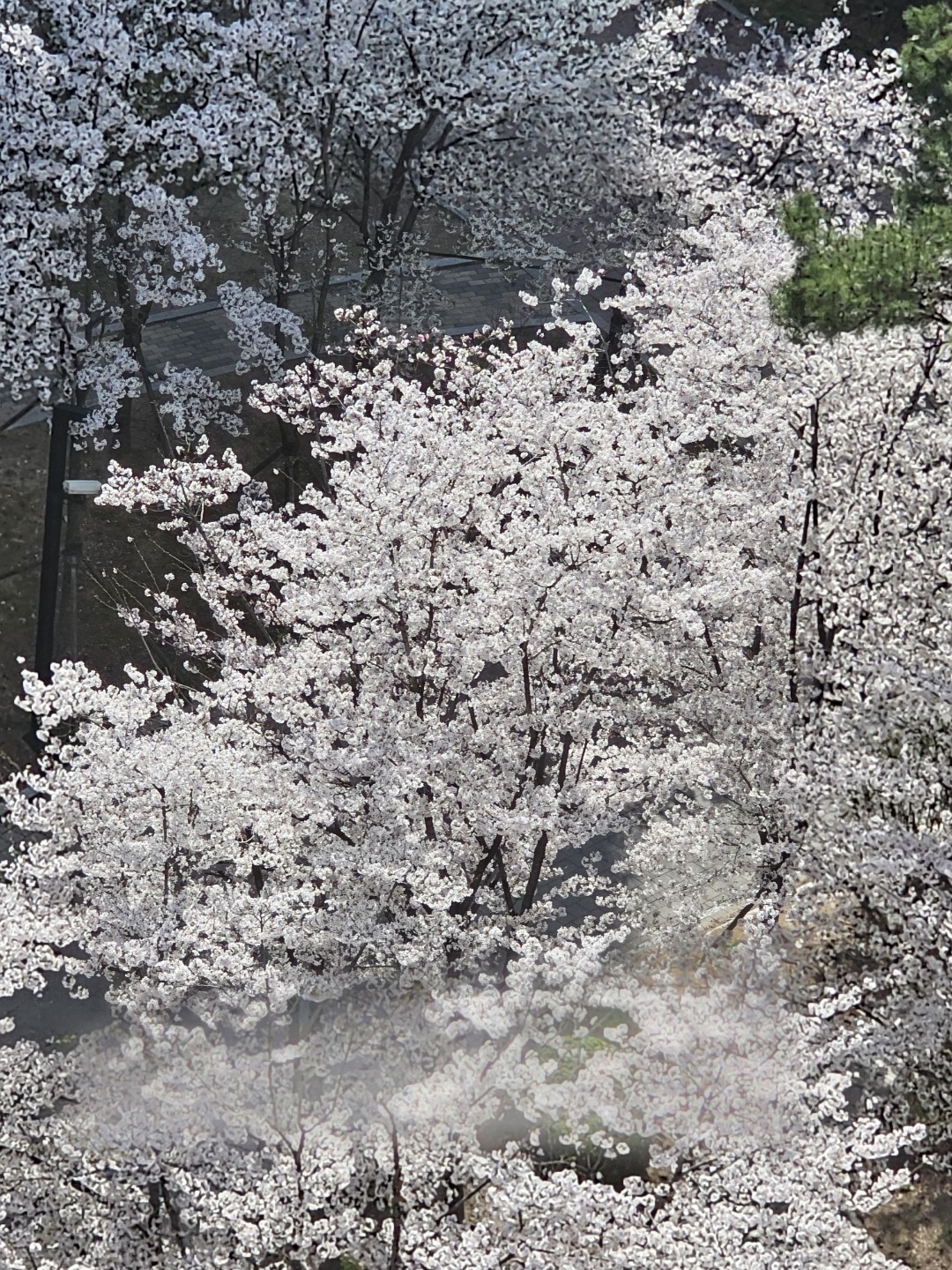 아파트에도 벚꽃