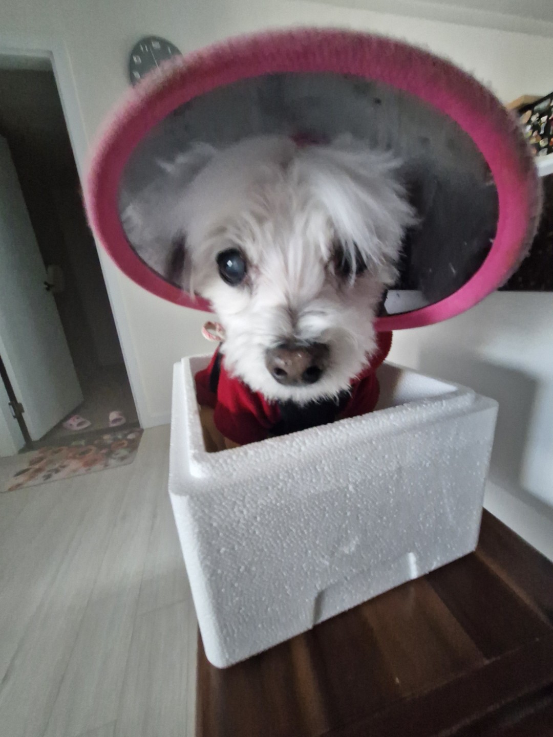 박스 버리러 가요 ~