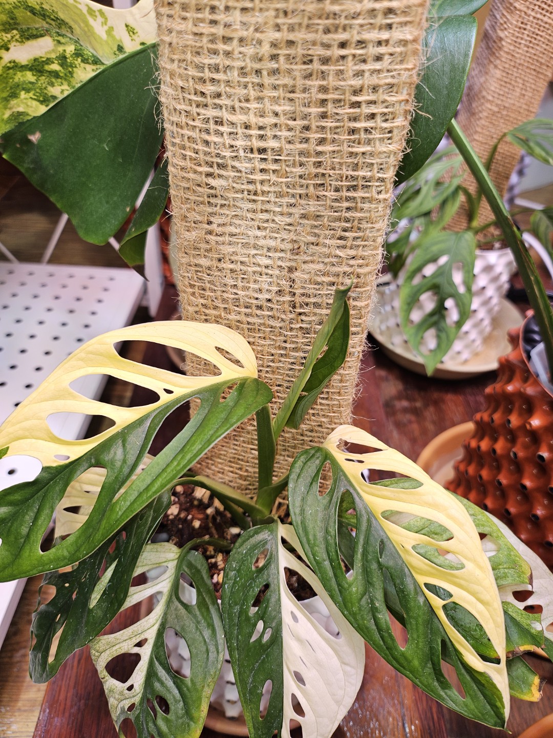 Post image 6
