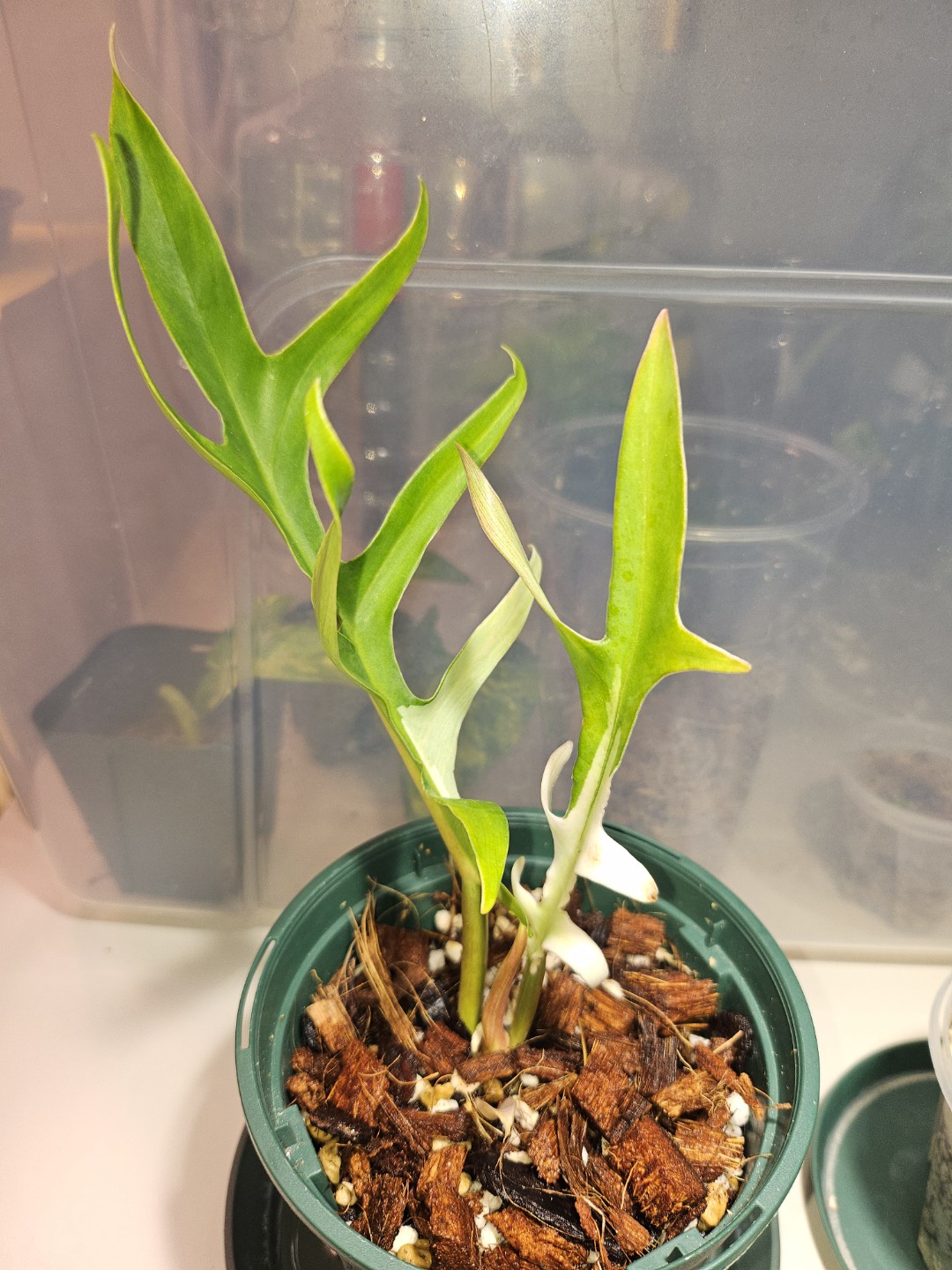 날이좋아서 식물이잘자라죠~