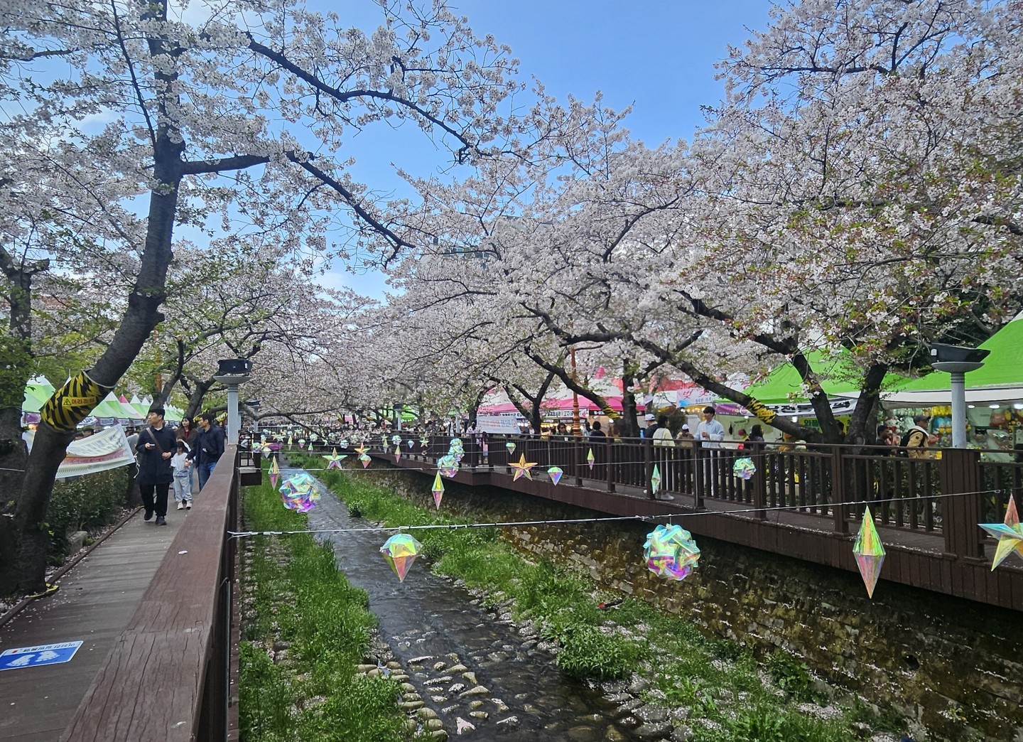 👍걱정했던 게 무색할 만큼 예쁜 진해 실시간입니다!