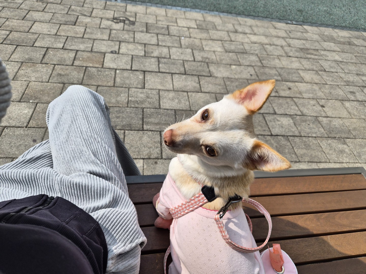 강아지 삐삐를 찾습니다 도와주세요