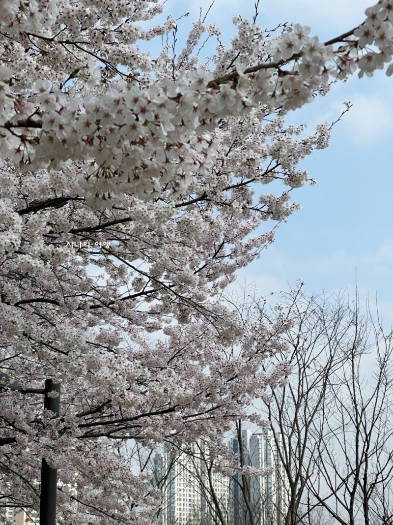 동탄노작공원 벚꽃 실시간