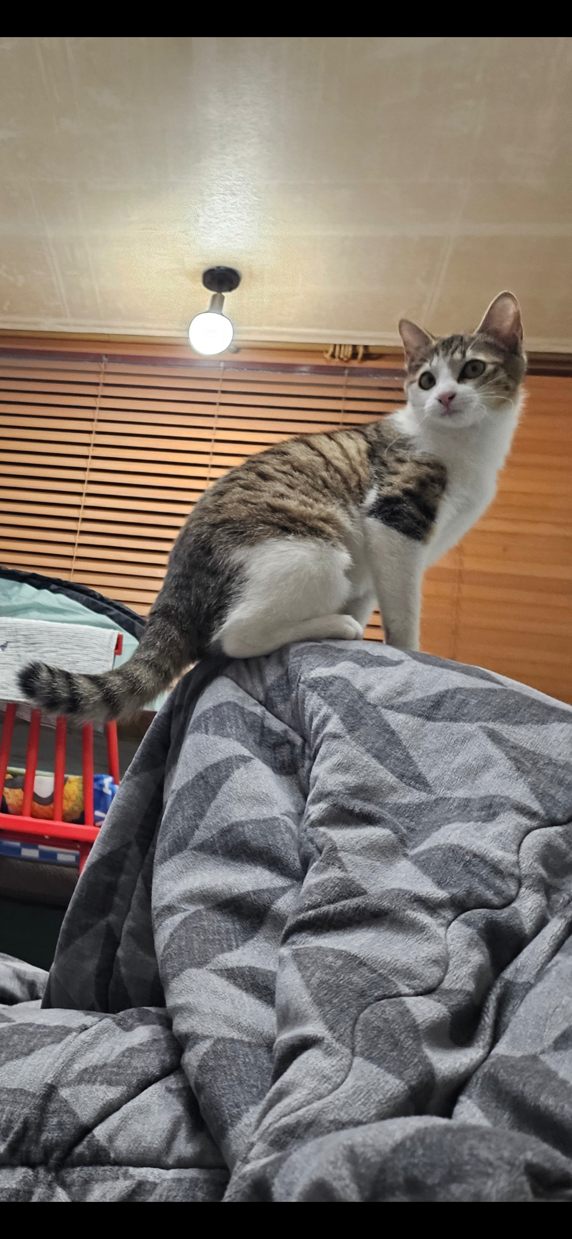 고양이를 찾고있어요