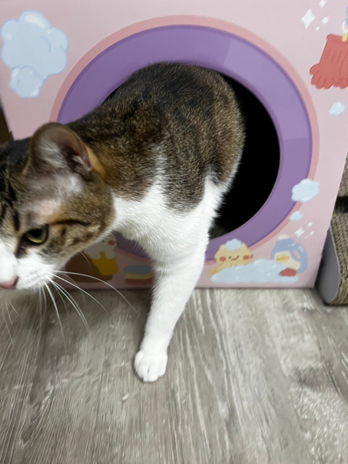 고양이를 찾고있어요