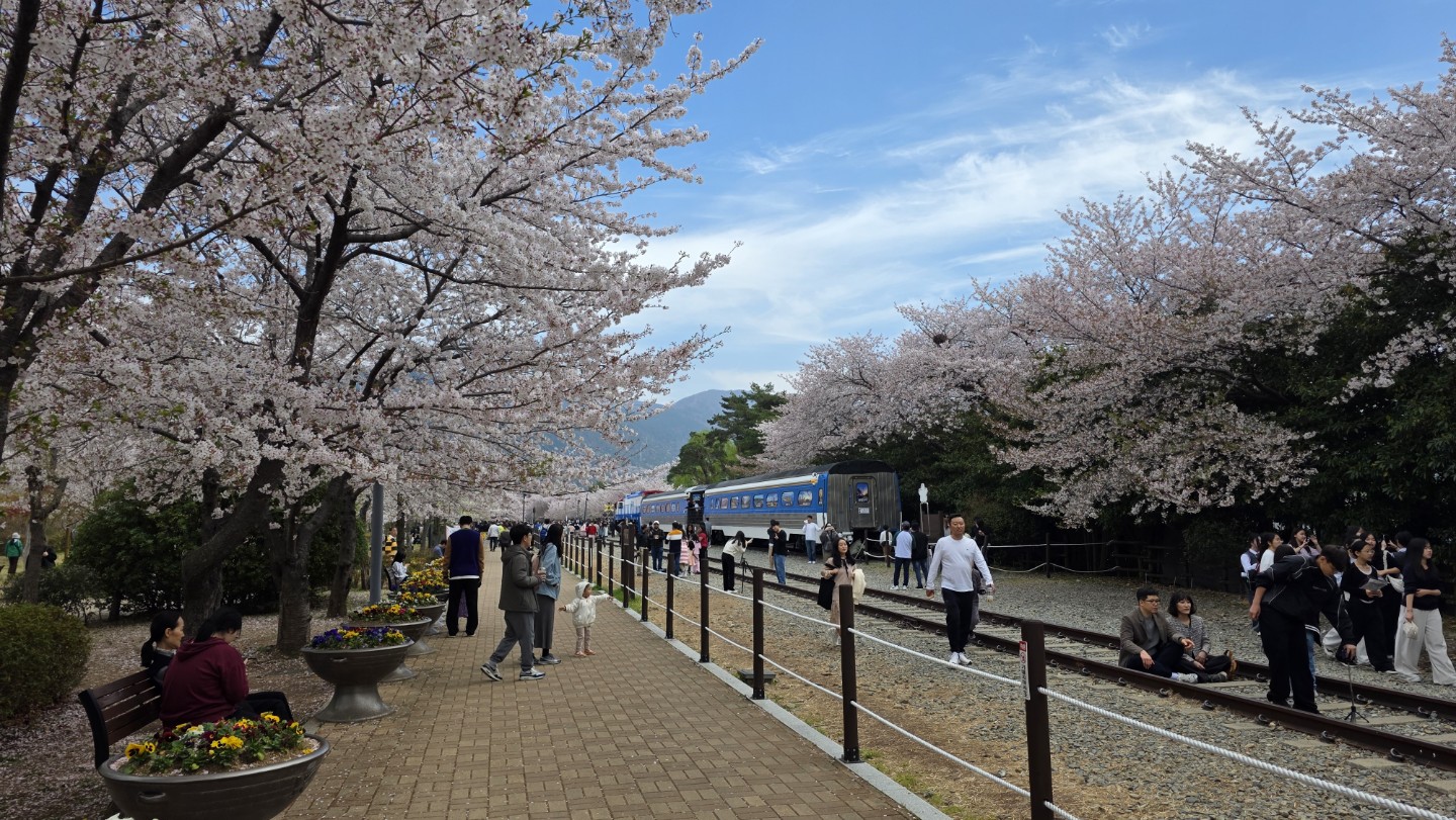 👍걱정했던 게 무색할 만큼 예쁜 진해 실시간입니다!