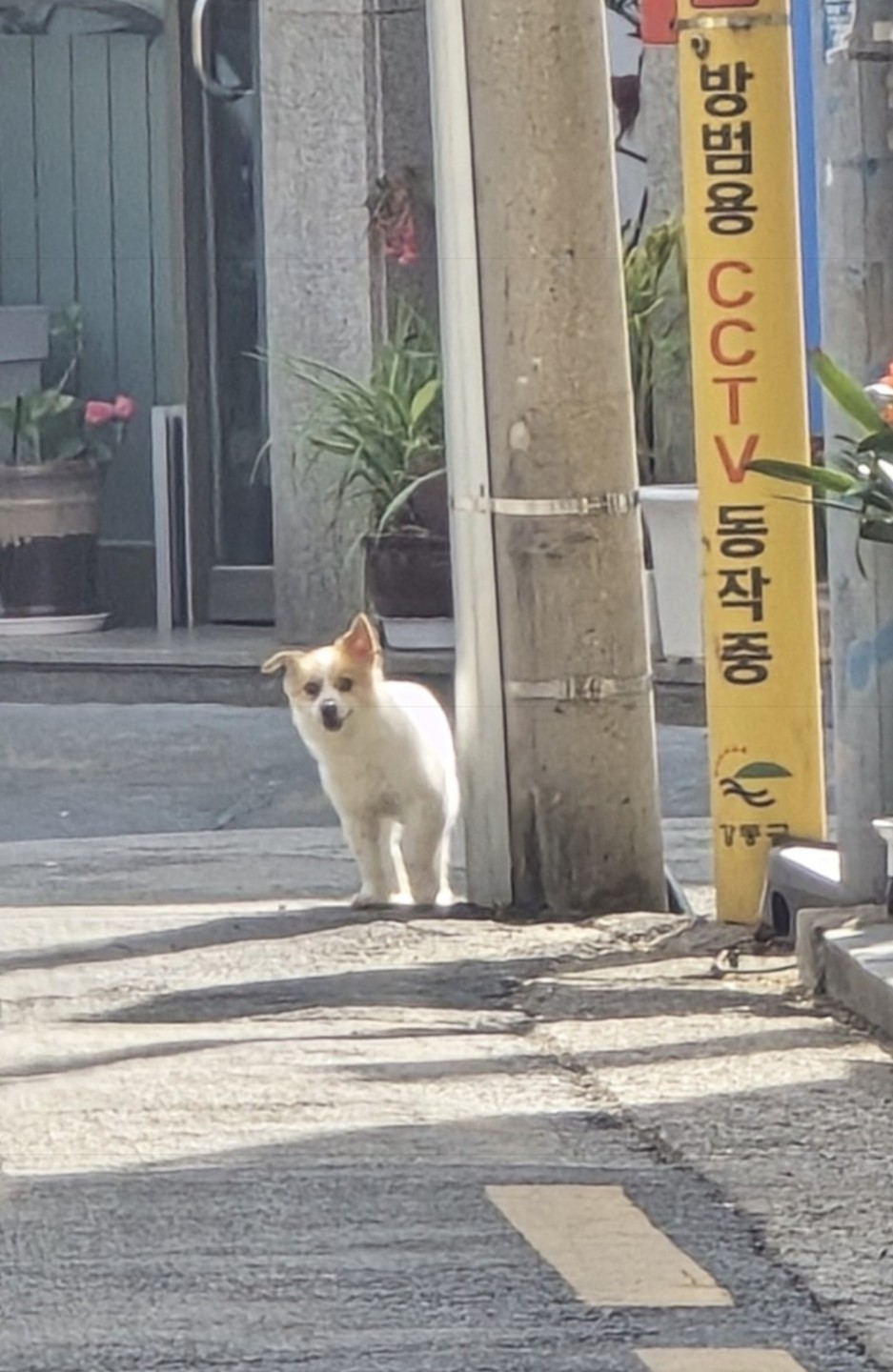 강아지를 찾고있어요