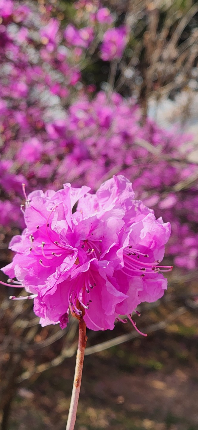 부천 진달래동산 환상입니다