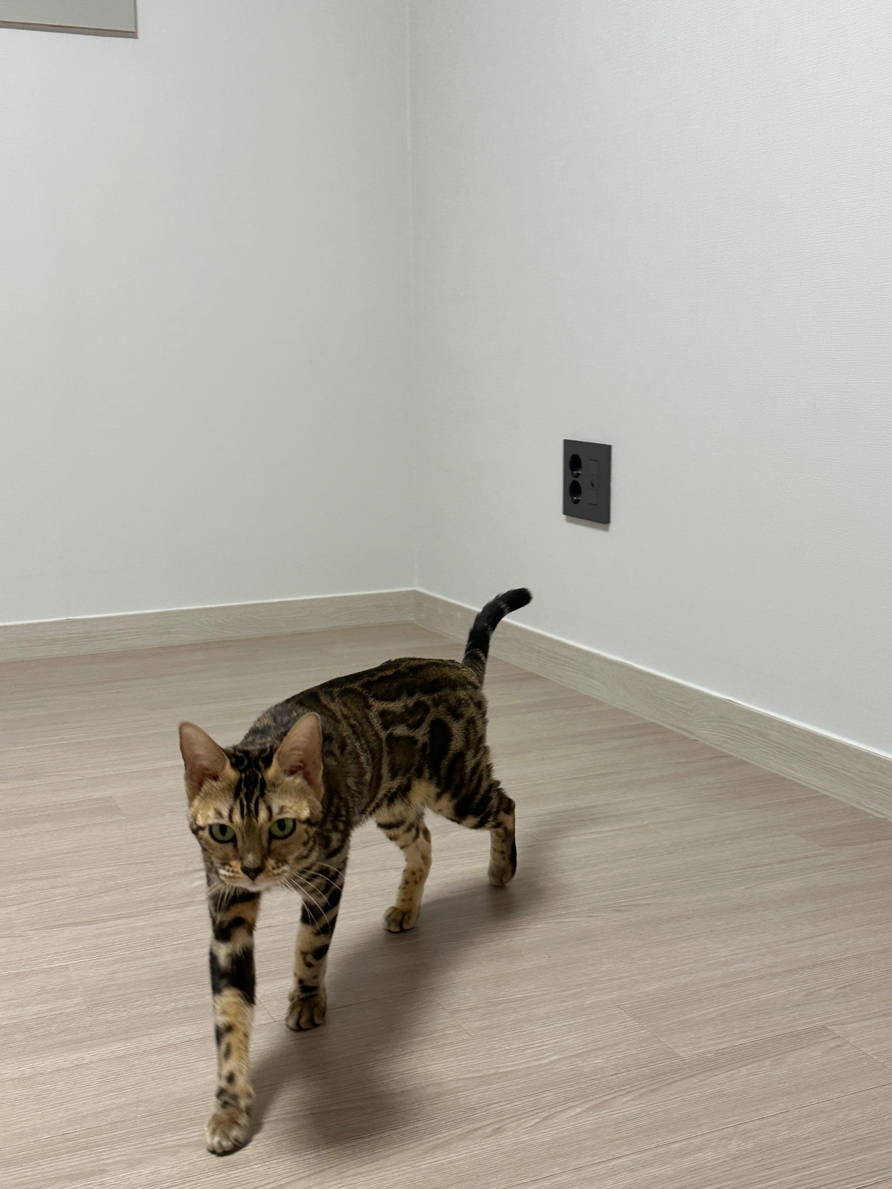 벵갈고양이 잃어버리신 분 계시나요?