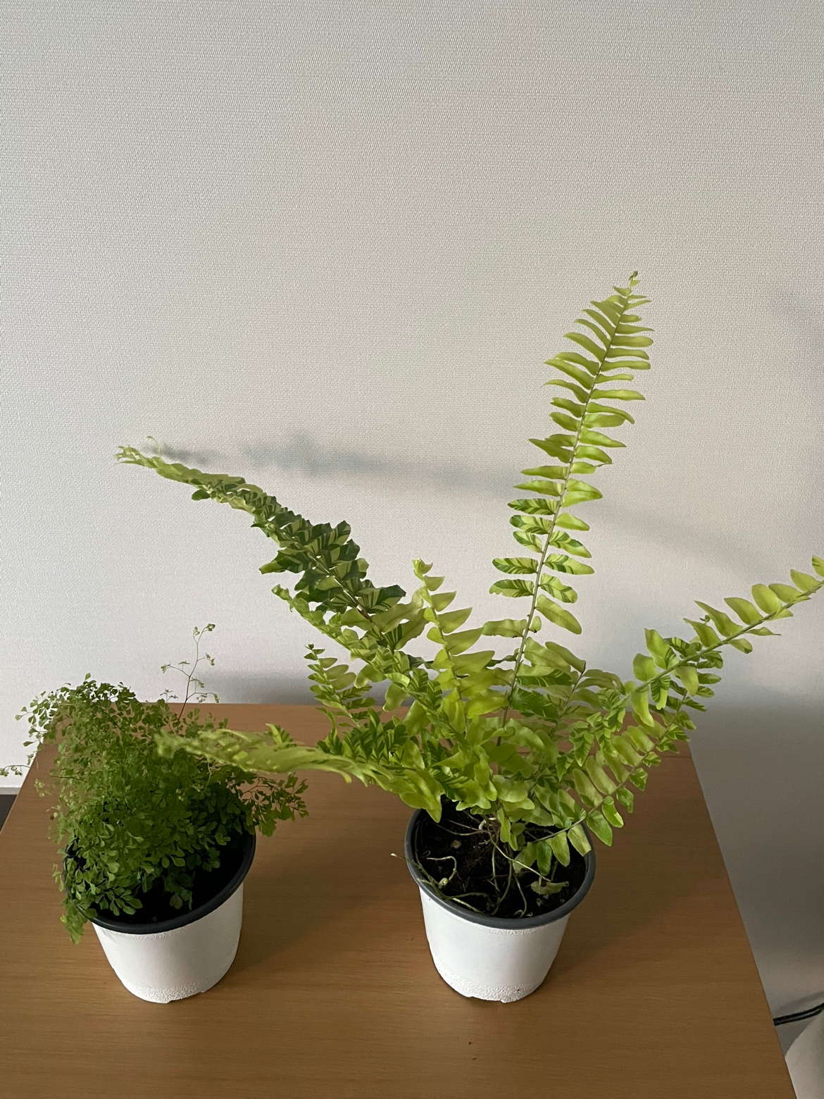 아디안텀,보스턴 어떻게 관리해줘야 하나요?