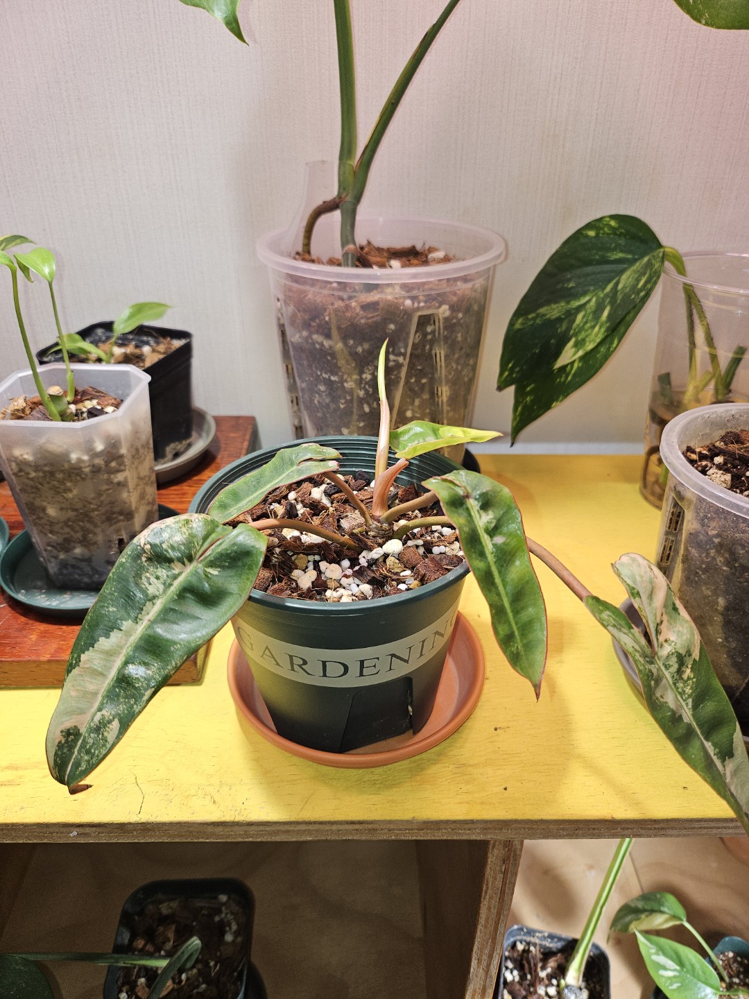 Post image 5