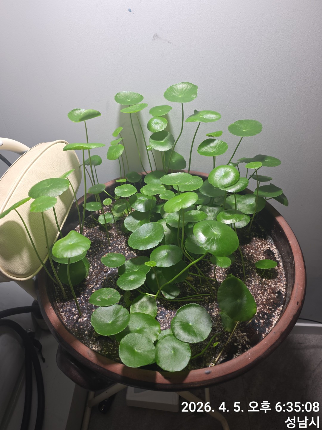 워터코인도 쑥쑥