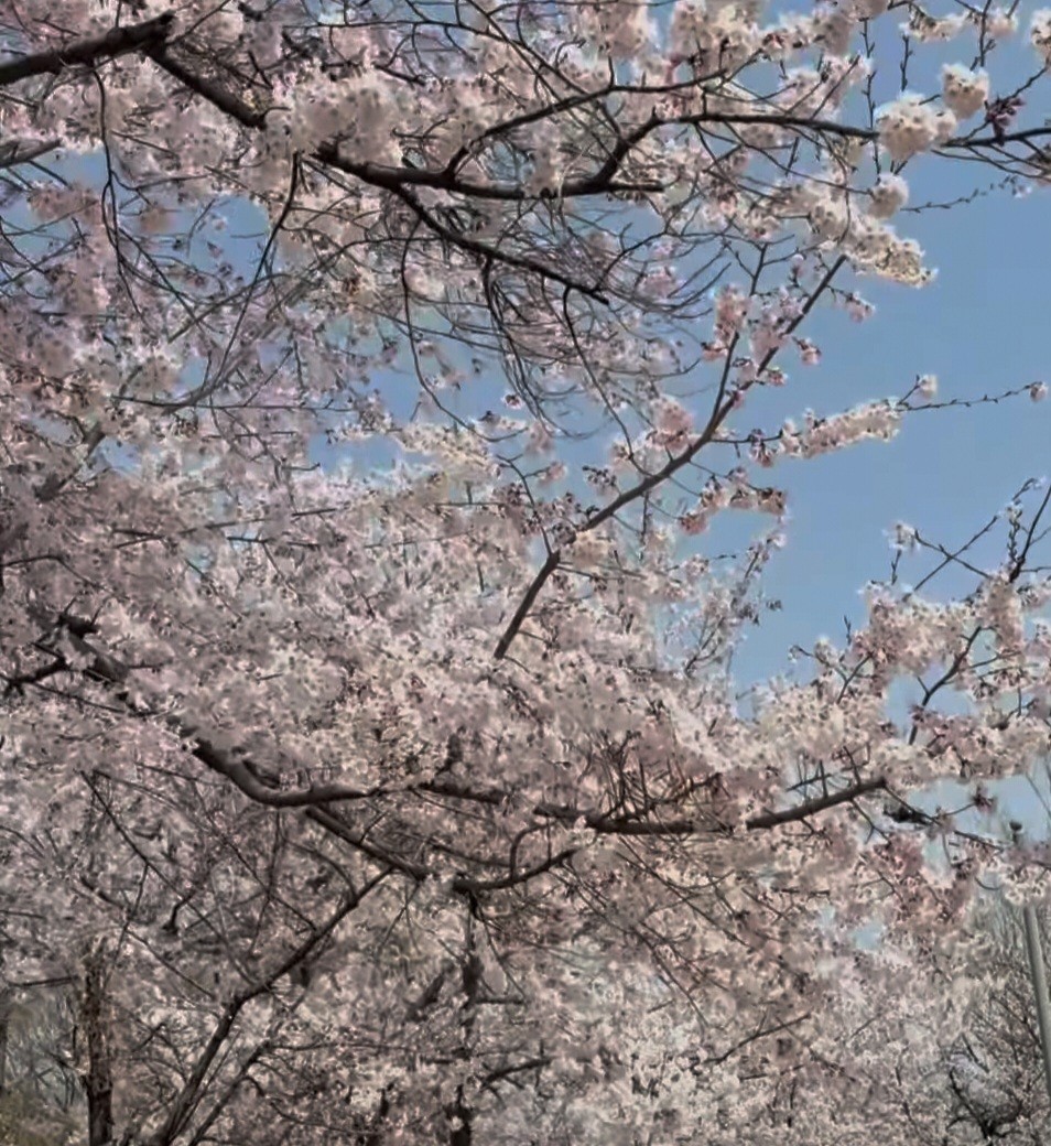 벚꽃 구경 다들 어디로가시나요?