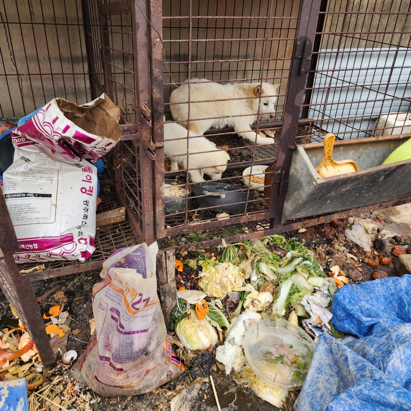 사람을좋아하는 순둥이 진돗개 입양홍보