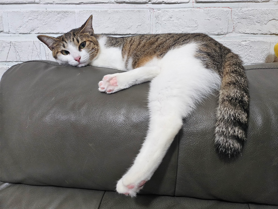 고양이를 찾고있어요