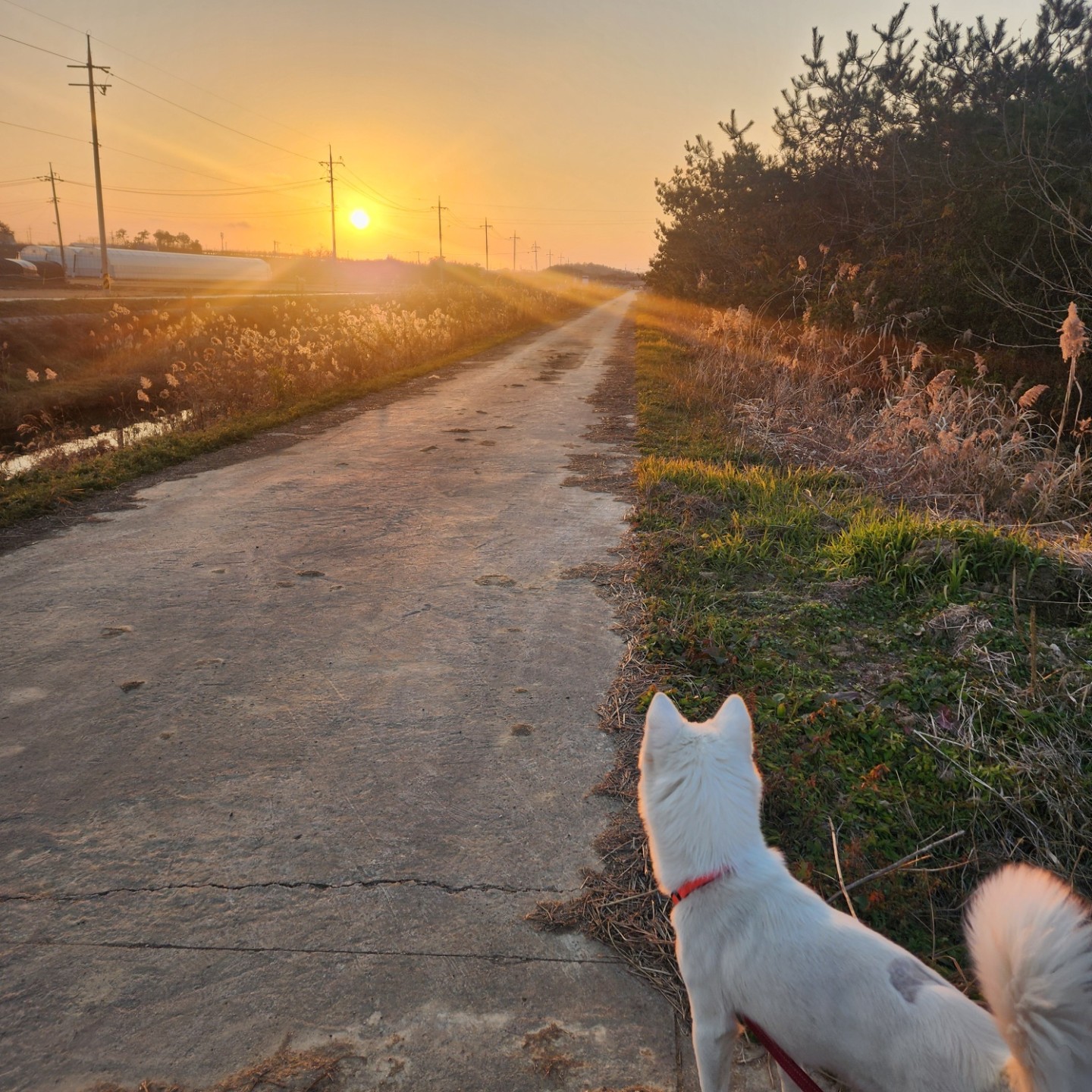 사람을좋아하는 순둥이 진돗개 입양홍보