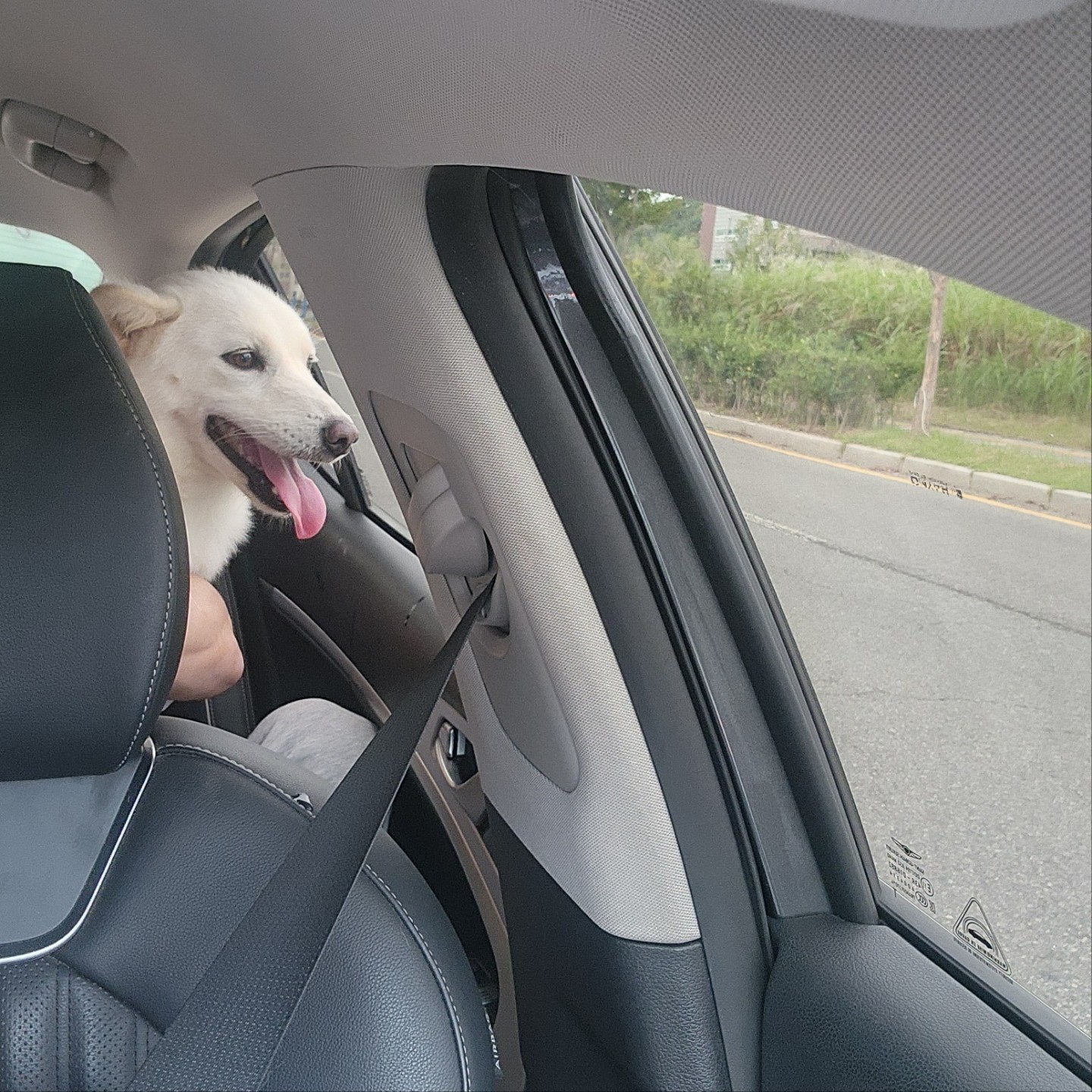 사람을좋아하는 순둥이 진돗개 입양홍보