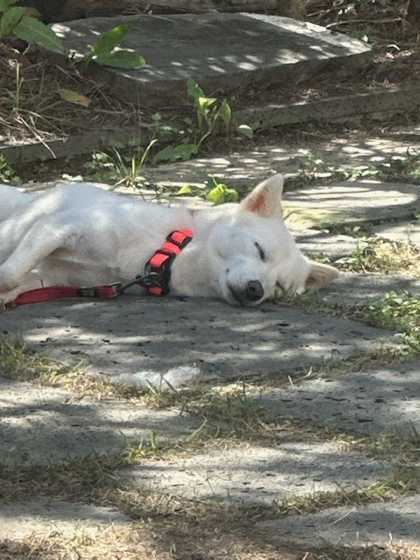 사람을좋아하는 순둥이 진돗개 입양홍보
