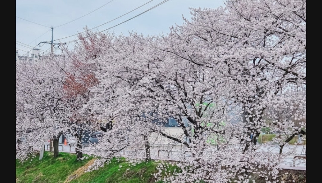 담주 벚꽃 보러 계양천 가려고 합니다~